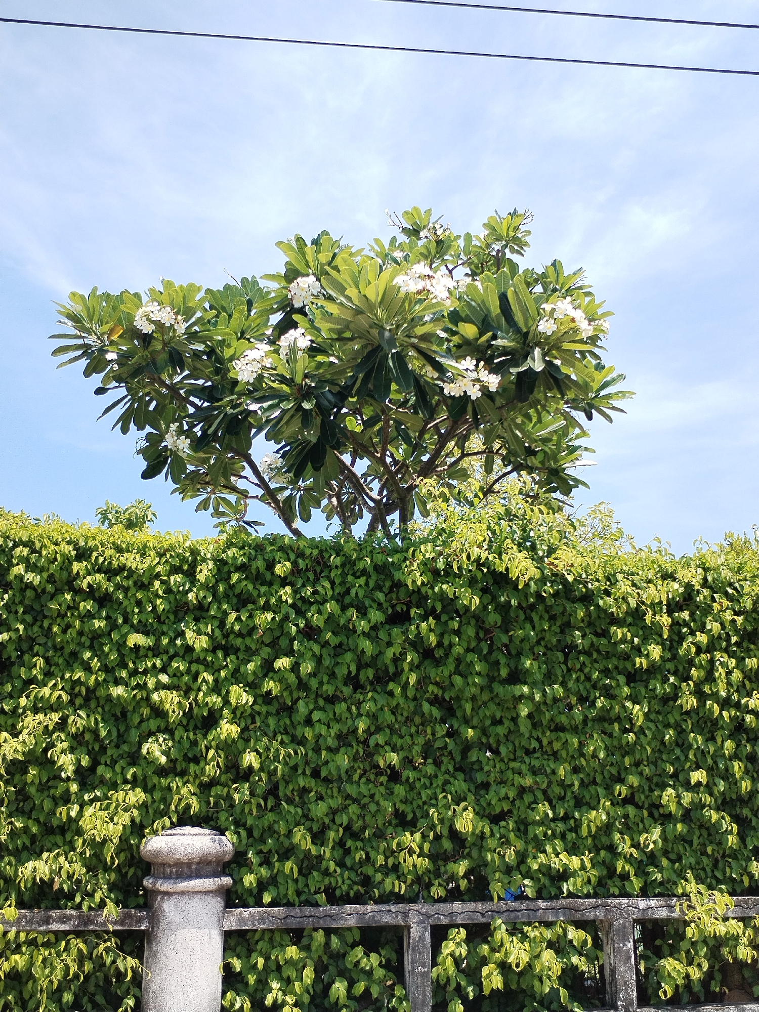 The image shows a plumeria tree with white flowers in full bloom, rising above a thick green hedge in Bac Nha Trang Ward, Vietnam. The hedge runs behind a low concrete fence with a decorative post. Overhead power lines stretch across the light blue sky with wispy clouds.