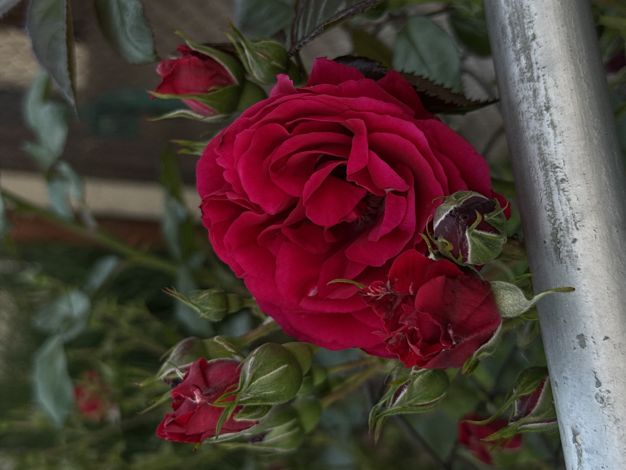 A close-up photograph shows a fully blossomed, deep red rose with several smaller buds surrounding it. The rose and buds are interspersed with green leaves and are partially obscured by a light gray metal post to the right. The background is blurred, showing more foliage and hints of a brick structure. The overall lighting is subdued, focusing attention on the rose. There is no visible indication to verify the location in Bogdan, Bulgaria.