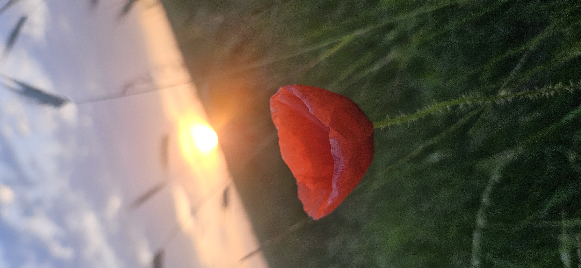 A single, vibrant red poppy flower, partially closed, is prominently featured in the lower-middle left of the frame. Its petals display a distinct red hue with lighter, possibly white or pale pink, coloration along the upper edges. The flower's green stem, visibly covered with fine spikes or hairs, extends downwards into blurred green foliage. The background depicts a sunset scene in Momin Prohod, Bulgaria. The sun, a bright yellow-orange orb, is situated on the horizon in the upper-middle right, emitting a strong lens flare and illuminating the sky with warm orange and yellow tones. Above the horizon, the sky transitions from soft pink and purple near the sun to a lighter blue with wispy clouds at the top. Blurred strands of grass or wheat stalks are discernible against the sky in the upper portion of the image. The overall environment suggests a field or grassy area during dusk. No people or animal subjects are present, and no overt actions or interactions are depicted.