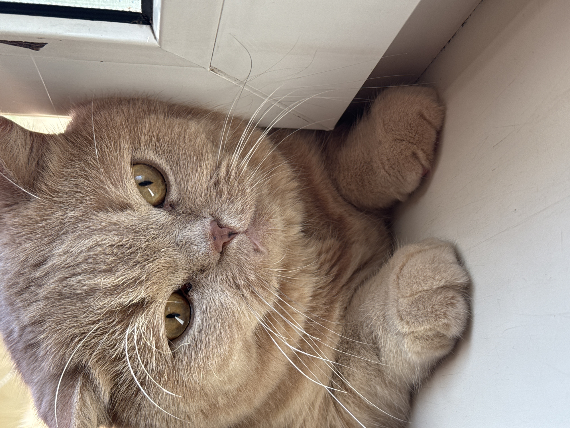 A close-up, eye-level, medium shot shows a light brown Scottish Fold cat lying on a white surface, leaning against a white vertical structure. The cat's fur is short and fluffy, with darker stripes on its forehead and body. Its ears are folded down, characteristic of the breed. The cat's large, yellow-green eyes are partially closed, and its gaze is directed forward. White whiskers fan out from its muzzle. The cat's front paws are visible, one resting in front of the other. The white surface appears to be a windowsill or a similar flat area. The background is blurred but suggests an indoor setting with soft lighting. The overall mood is calm and relaxed.