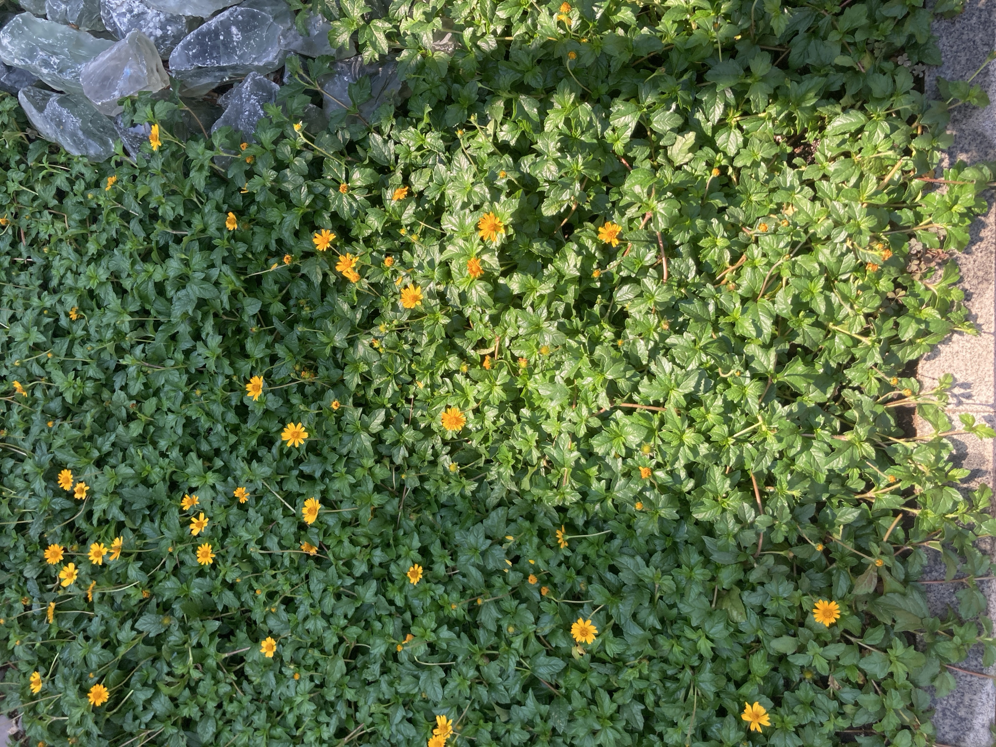 The image shows a close-up, overhead view of a dense ground cover of small green plants with numerous tiny yellow flowers. The plants are interspersed with some larger, irregular-shaped translucent grey and clear glass shards or rocks on the right side of the frame. Sunlight is casting shadows across the foliage. The scene is likely in Kemer, Turkey, as indicated by the prompt. There are no people visible in the image.