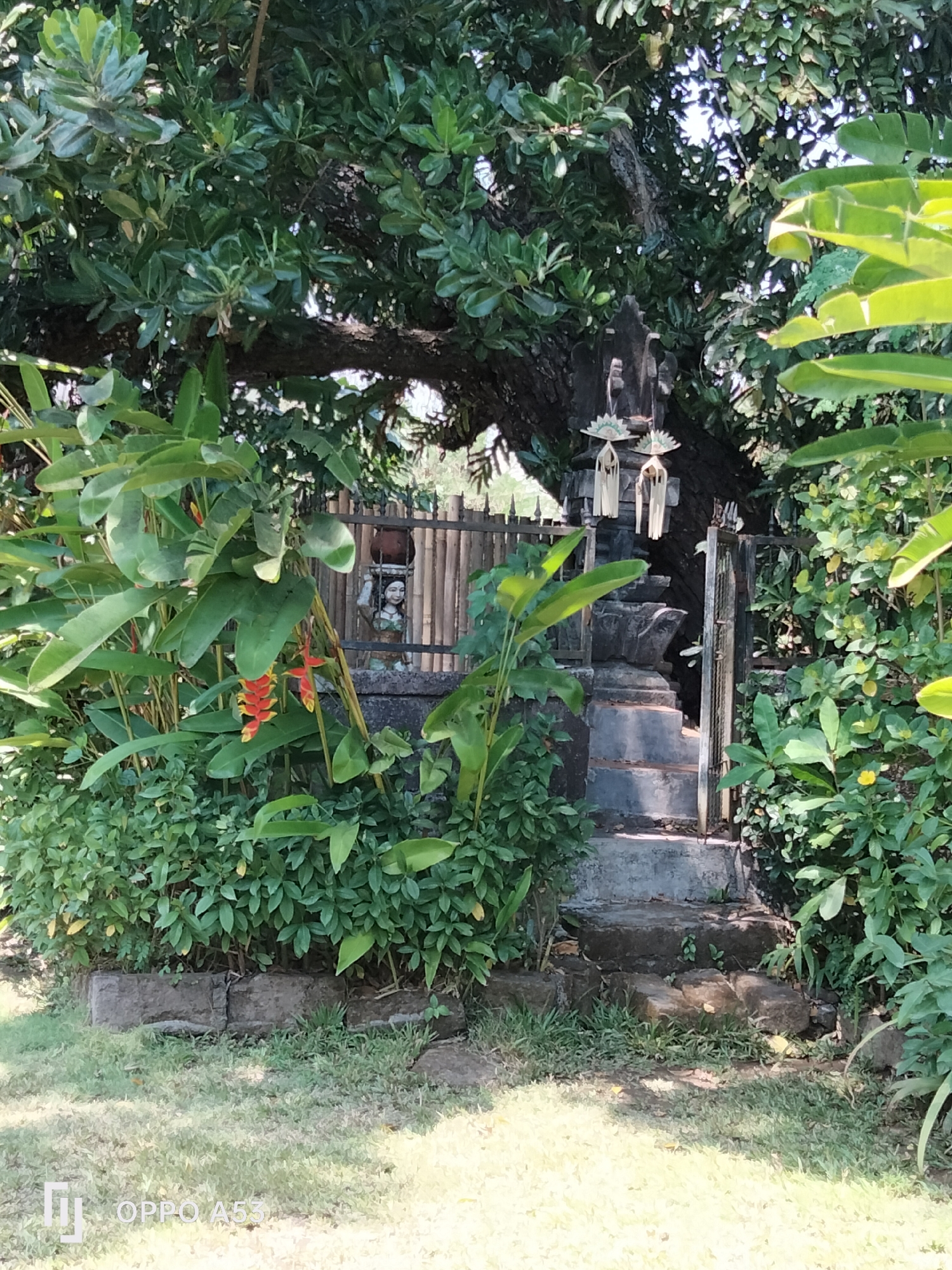 The image captures a serene outdoor scene, likely within the city of North Kuta, Indonesia, with a focus on lush vegetation and a small, ornate shrine. In the foreground, vibrant green foliage dominates, including large, broad leaves and smaller, denser bushes. Two striking red and yellow Heliconia flowers hang prominently from a stalk, adding a splash of color to the verdant landscape. To the right, the leaves of what appear to be banana plants are visible, their large, green surfaces catching the sunlight.
Behind the foliage, a stone staircase leads upwards towards a shrine nestled within the trunk of a large, mature tree. The shrine itself is partially obscured by the tree's branches and the surrounding greenery. Ornate, woven decorations hang from the shrine's structure, suggesting a place of worship or cultural significance. A bamboo fence can be seen behind the shrine, hinting at the boundary of the area. To the right of the stairs, a small statue of a woman carrying a pot on her head is visible, further emphasizing the cultural context. The ground is covered in grass, with some scattered stones at the base of the foliage. The overall impression is one of natural beauty and tranquility, with a touch of local cultural elements.