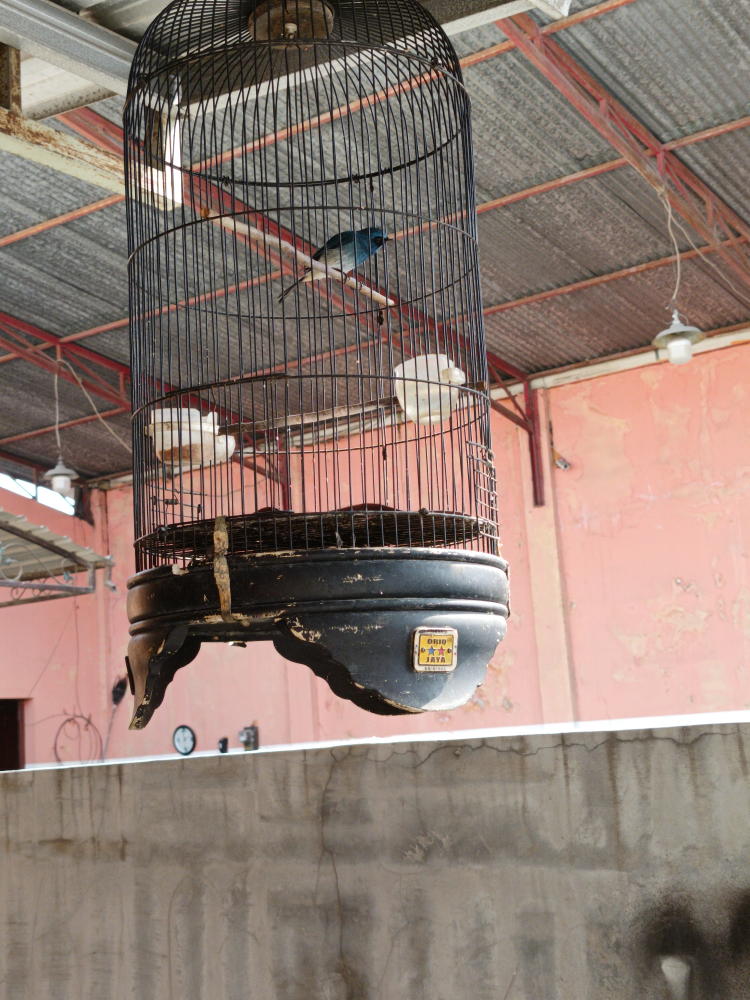 A black metal bird cage hangs from the ceiling of an outdoor covered area. The cage contains a small blue bird perched on a wooden dowel. Two white food or water containers are attached to the inside of the cage. The cage has a decorative black base with a yellow and black sticker that reads "ORIO JAYA ORIGINAL". The ceiling is made of corrugated metal with red metal supports. Behind the cage is a pink wall. In the foreground, a concrete wall with visible cracks runs horizontally across the image.