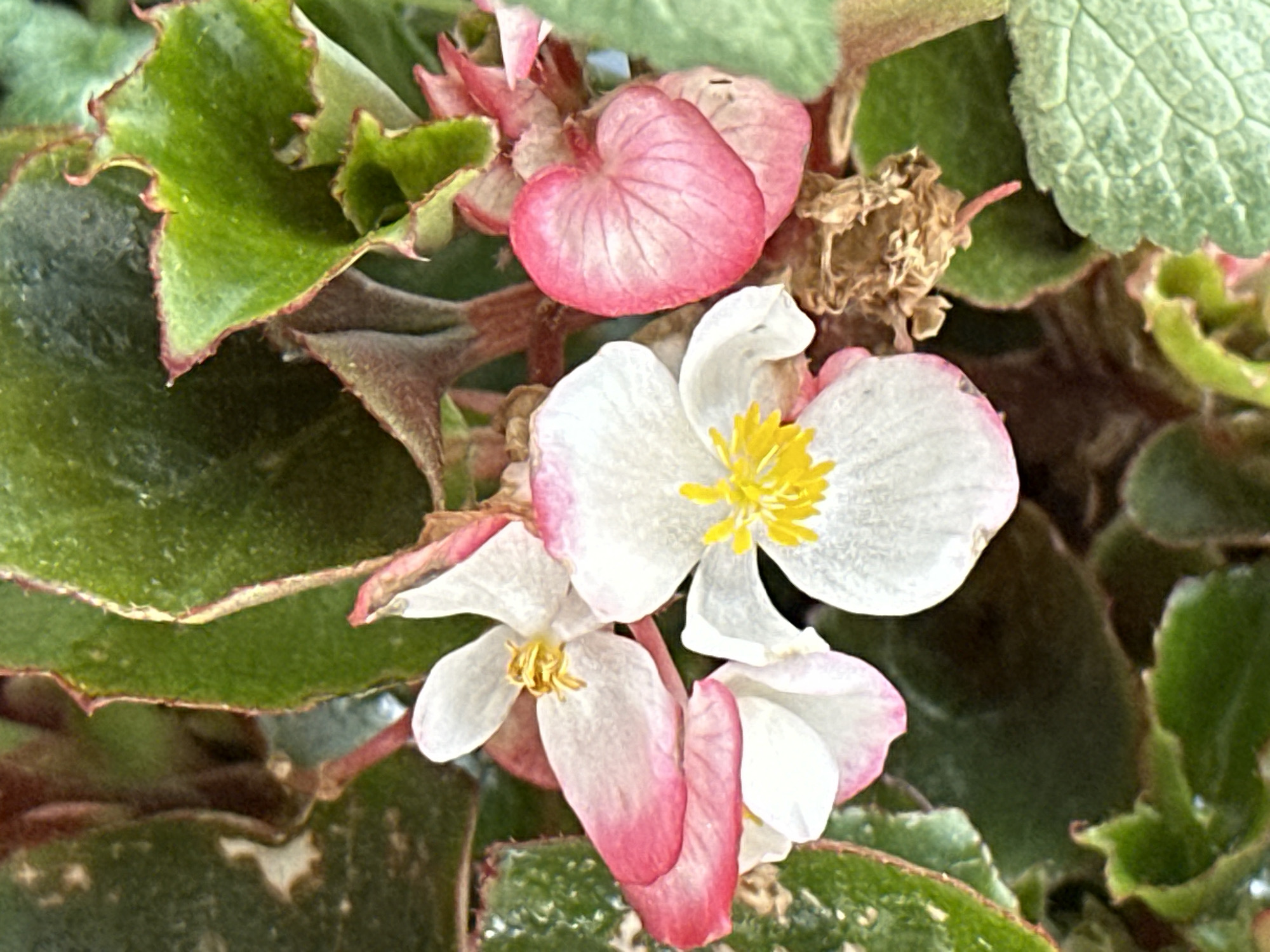 The media file presents a vibrant, close-up, high-angle view of a flowering plant. The central subjects are several delicate blossoms and their surrounding foliage. The flowers display a primary white hue, transitioning into soft pink at the edges and undersides of the petals, all featuring bright yellow centers. Additionally, several heart-shaped flower buds, entirely pink, are visible, suggesting different stages of blooming. The leaves are a lush green, some with distinctive reddish-brown margins and a subtly ruffled or textured appearance. The plant appears healthy and thriving under what seems to be natural daylight, as indicated by the soft, even lighting without harsh shadows. No specific activity or event is taking place, only the static beauty of the plant. There is no visible text within the image. This photograph captures a natural scene in Веревское, Russia.