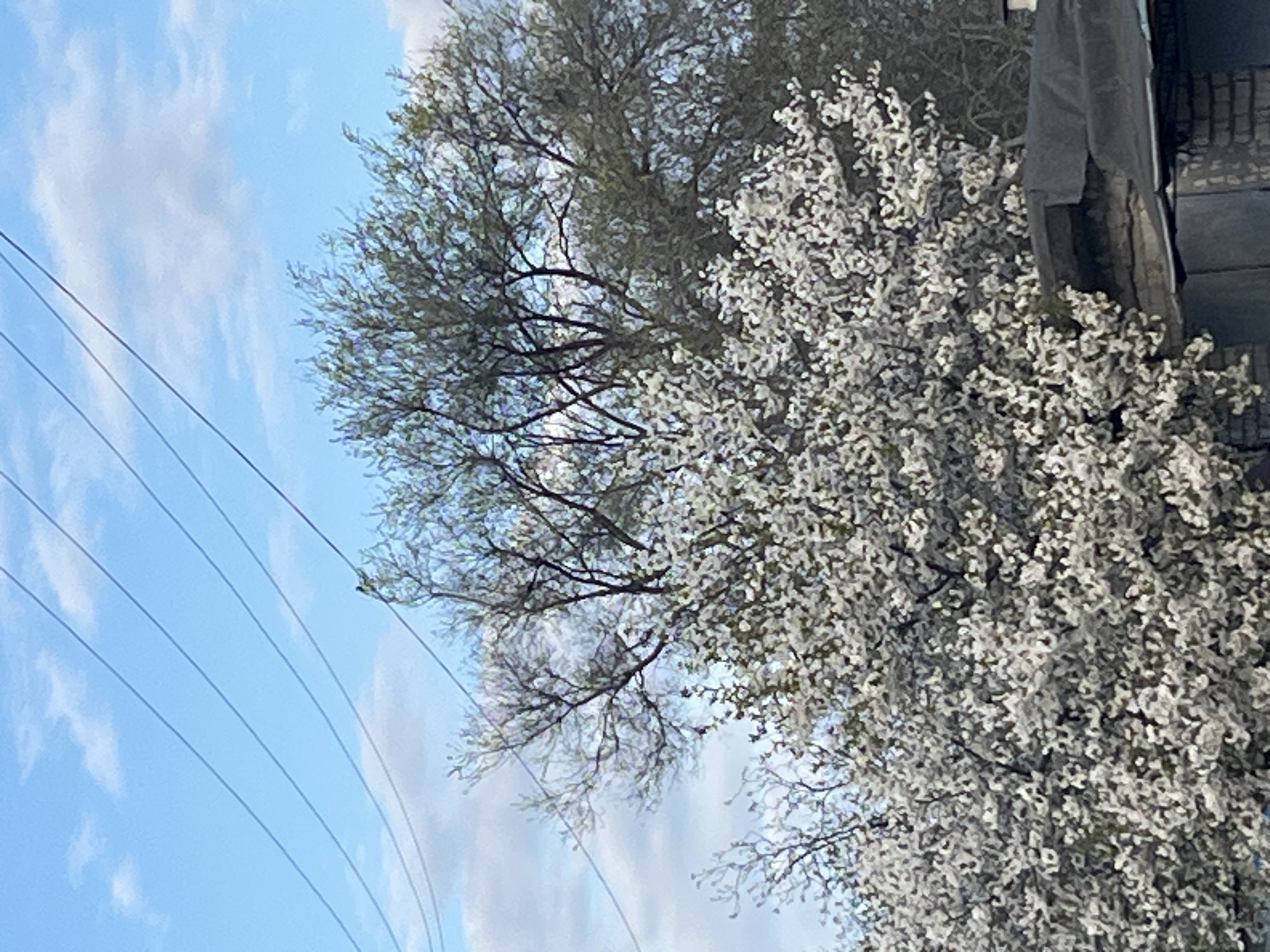The image, properly oriented, captures an outdoor scene dominated by blooming trees and a bright sky, with utility lines and a partial view of a building.
In the foreground, on the right side, a large tree is entirely covered in dense white blossoms, suggesting a fruit tree in full bloom during springtime. Its branches are almost completely hidden by the profusion of white flowers. Behind this, to the left, another tree stands with more visible, intricate branches, showing the very early stages of leafing with faint green hints, further indicating early spring.
The upper left area of the frame shows a clear, bright blue sky with scattered, elongated white clouds. Four dark power lines stretch diagonally across the left side of the image, from the lower left towards the upper right, contrasting sharply with the light sky.
On the far right, partially obscured by the blossoming tree, a section of a dark-colored building is visible. It appears to be constructed of brick or a similar material, with dark structural elements. A piece of dark fabric or material hangs down near the building.
The scene is set during bright daylight under generally clear skies with light cloud cover. No people or animals are visible, and there is no discernible activity beyond the natural growth of the trees. No visible text is present. The setting depicts a moment of natural beauty in an urban or suburban environment in Kryvyi Rih, Ukraine.