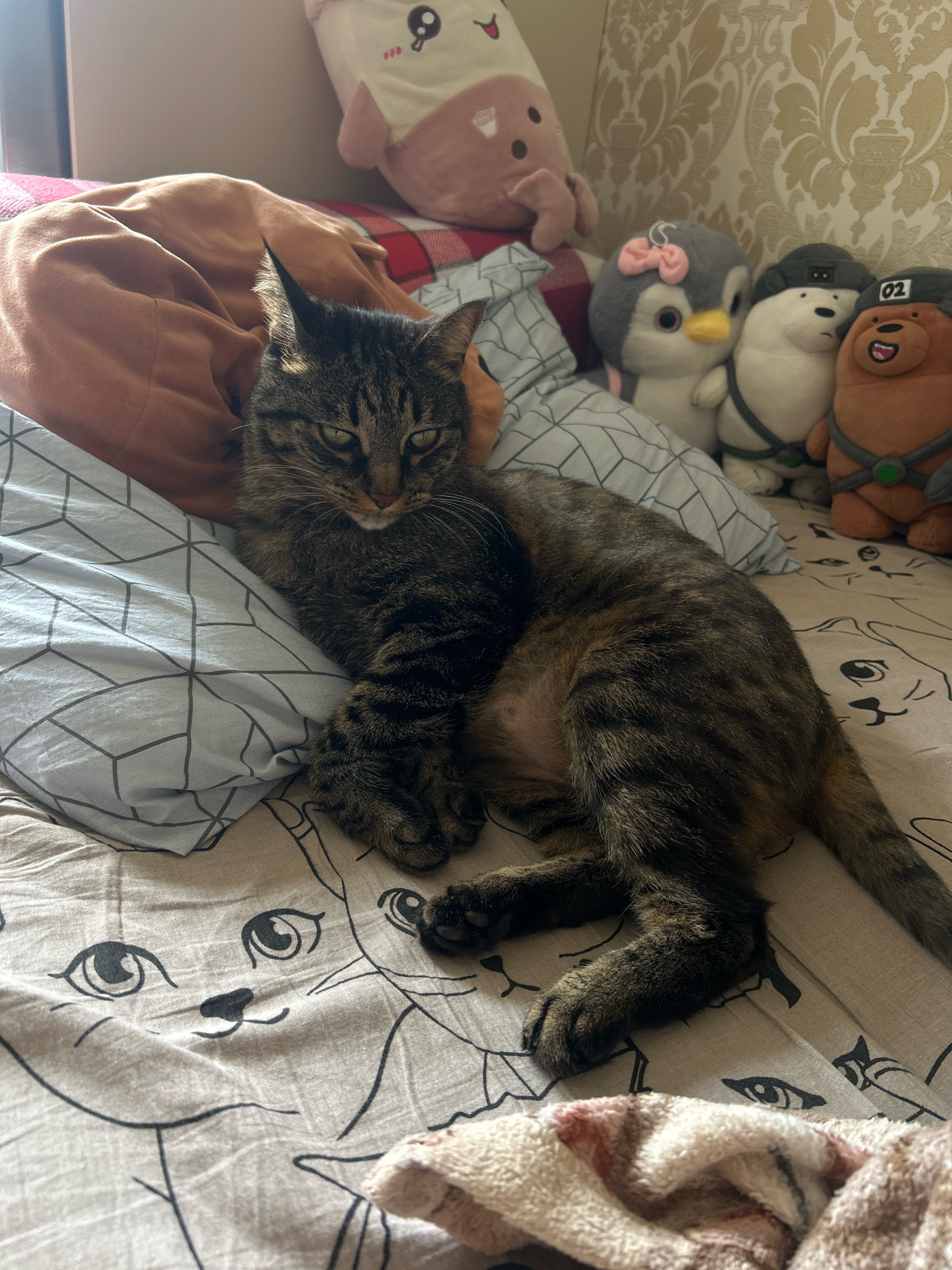A tabby cat lies on a bed with a cat-themed comforter, next to a light blue pillow with a geometric pattern and a brown blanket. In the background, several stuffed animals are visible: a large pink and white plush toy resembling a character with rosy cheeks and eyes, a grey penguin with a pink bow, and three plush bears, two white and one brown. The room appears to be a bedroom. The location is identified as a bedroom in Khyrdalan, Azerbaijan.