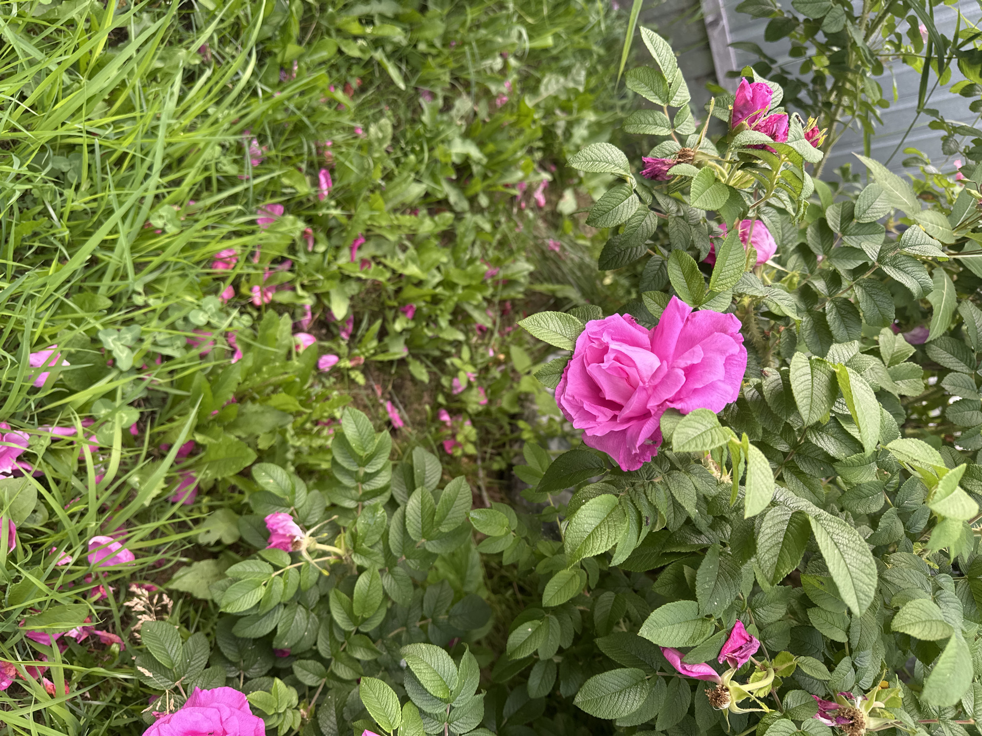 The image depicts a close-up of a vibrant pink rose bush with lush green foliage. Several fully bloomed pink roses are visible, with one prominent double-petaled rose in the center, and another large pink rose on the right side. The ground beneath the bush is covered with grass and scattered pink petals, suggesting a natural, possibly garden setting. In the background, a portion of a gray fence is visible, and the overall lighting indicates an outdoor environment during daylight hours. The scene appears to be located in Petropavlovsk-Kamchatsky, Russia, judging by the context provided, though no specific landmarks within the city are discernible from the image itself. There are no people or animals present in the frame.