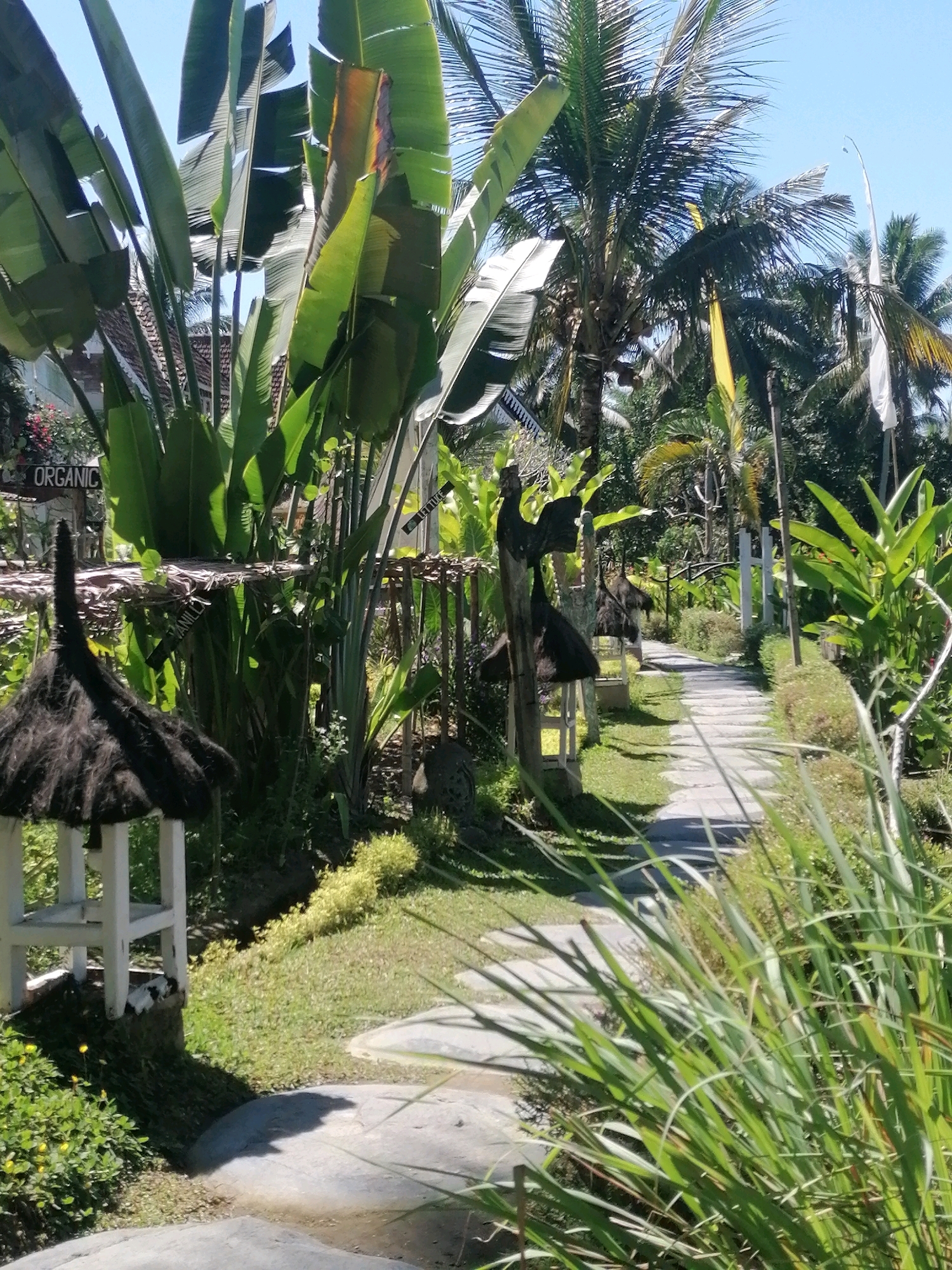 The image depicts a pathway made of flagstones winding through a lush, tropical garden. Tall, leafy plants, including banana trees and palms, dominate the scene, with vibrant green foliage contrasting against a clear blue sky. In the foreground, a small, white structure with a dark thatched roof stands to the left. Further along the path, another similar structure is visible. Signs for "ORGANIC" and "Vanilla" are affixed to wooden posts. The setting appears to be a tranquil outdoor space, possibly a resort or a private garden, characteristic of the Tegallalang area in Indonesia, known for its rice terraces and tropical flora. No people are present in the image.