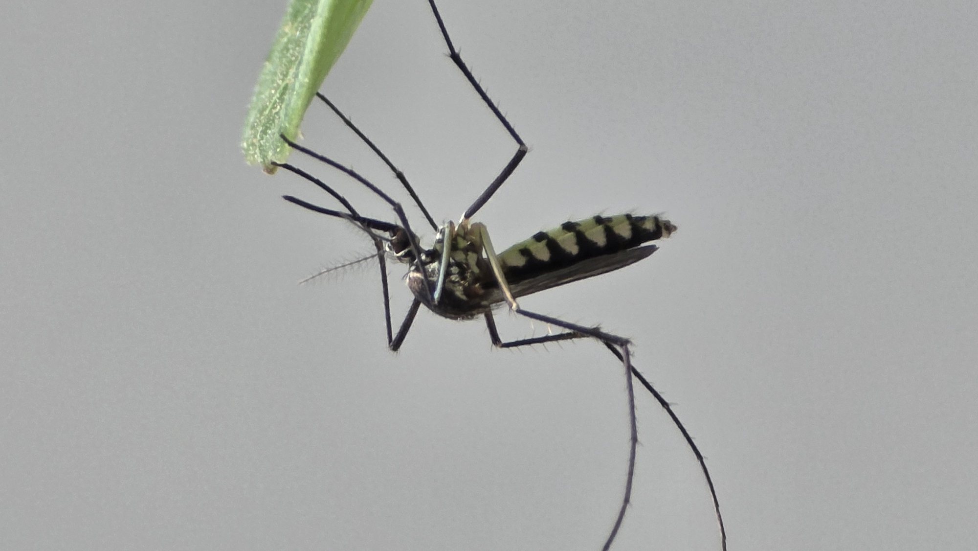A mosquito clings to the underside of a green leaf against a light gray background. The mosquito has black and white striped legs and a black and green striped abdomen. The location is Bac Nha Trang Ward, Vietnam.