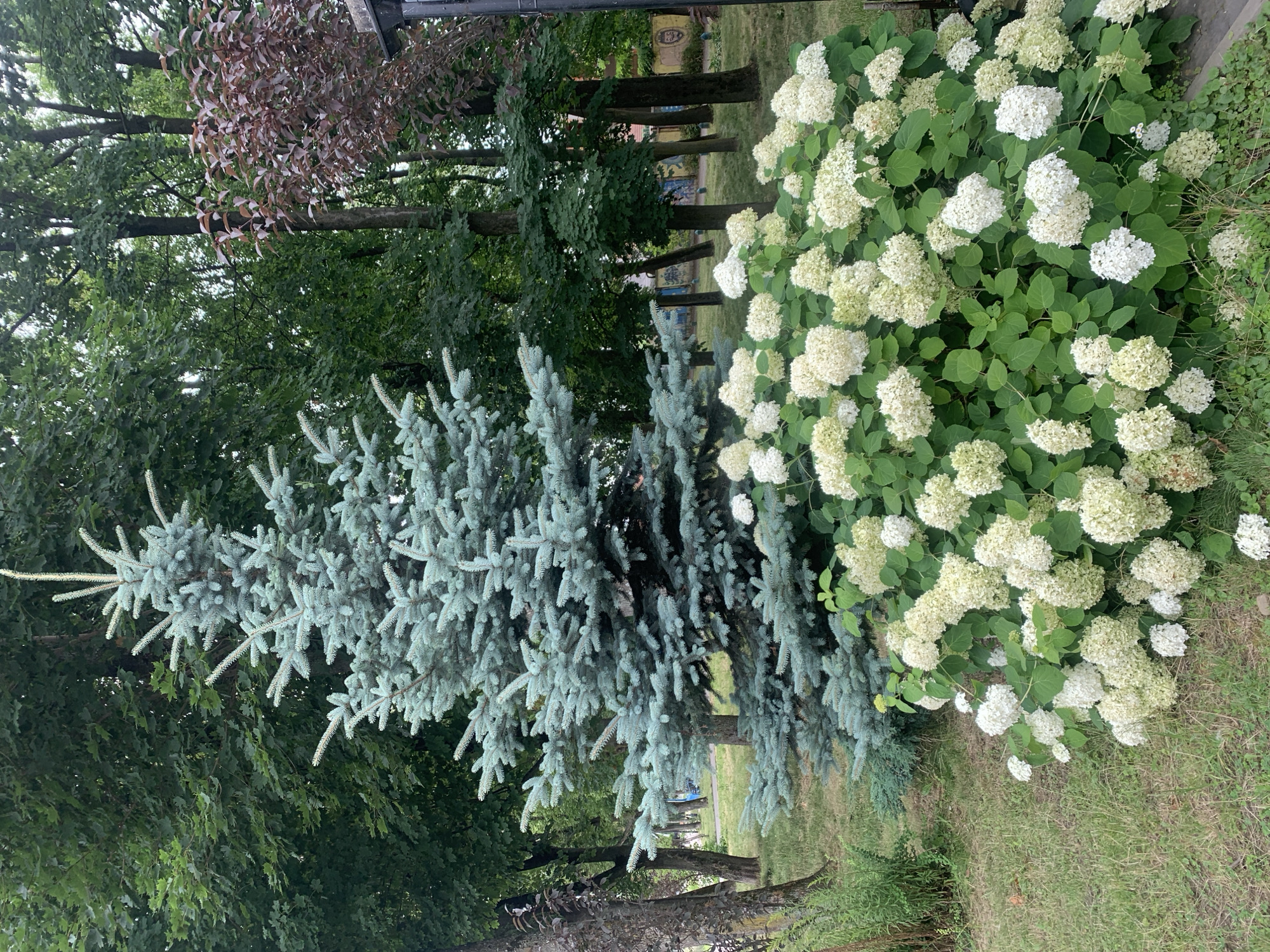 The image depicts a garden scene with a blue spruce tree and a large bush of white hydrangeas in the foreground. In the background, there are several mature trees with green foliage, and some reddish-brown foliage on a tree to the right. The ground is covered with grass. The scene appears to be located in an outdoor park or garden setting. While the location is stated as Kolomyia, Ukraine, there are no specific landmarks or features in the image that confirm this location. There are no people visible in the image. The overall impression is a lush, green natural environment.