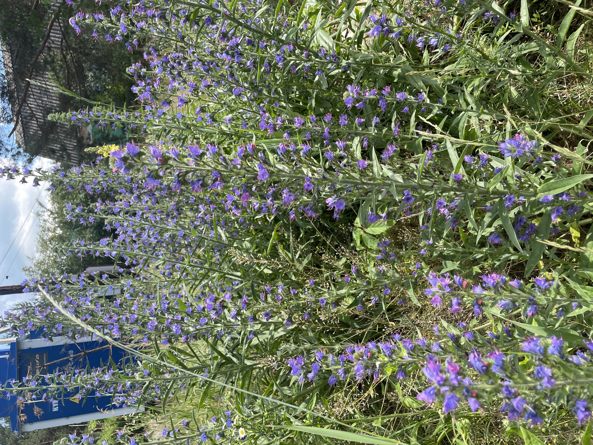 The image shows a close-up view of a dense patch of blooming wildflowers, primarily small purple flowers on tall green stalks. The flowers are numerous and appear to be growing wild in a natural setting. Some are in full bloom, while others are still in bud. The background is slightly blurred, but hints of greenery and foliage suggest an outdoor environment, possibly a field or a roadside. The lighting suggests it's daytime, with bright sunlight casting shadows. The overall impression is of a vibrant, natural scene.
There is a large blue industrial container or structure visible on the left side of the image, partially obscured by the flowers. Text is visible on this structure, including what appears to be "KTT" and a series of numbers and symbols. In the upper left corner, a wooden structure, possibly a fence or shed roof, is visible. The scene is set in Турово, Russia, indicating a rural or semi-rural location. The presence of industrial elements alongside the wildflowers suggests a landscape where human activity and nature intersect. The weather appears to be clear and sunny, conducive to plant growth and outdoor activity.