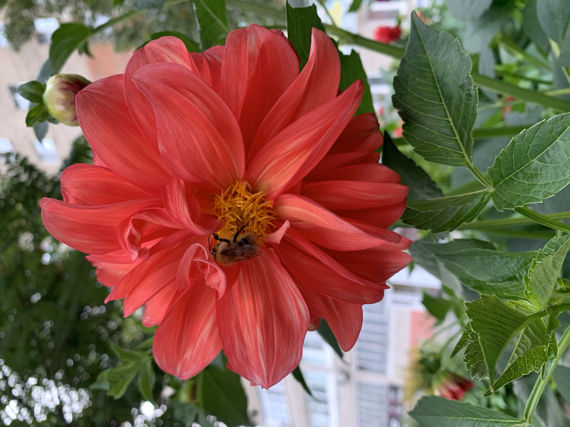 A close-up, eye-level shot captures a vibrant coral dahlia flower with a bumblebee collecting pollen from its center. The dahlia has multiple layers of broad, pointed petals with subtle white streaks. In the background, out of focus, are green foliage, a developing dahlia bud, and a building with several windows, indicative of an urban setting. The scene appears to be in Prokopyevsk, Russia, possibly in a garden or park area within the city. The lighting suggests it is daytime.