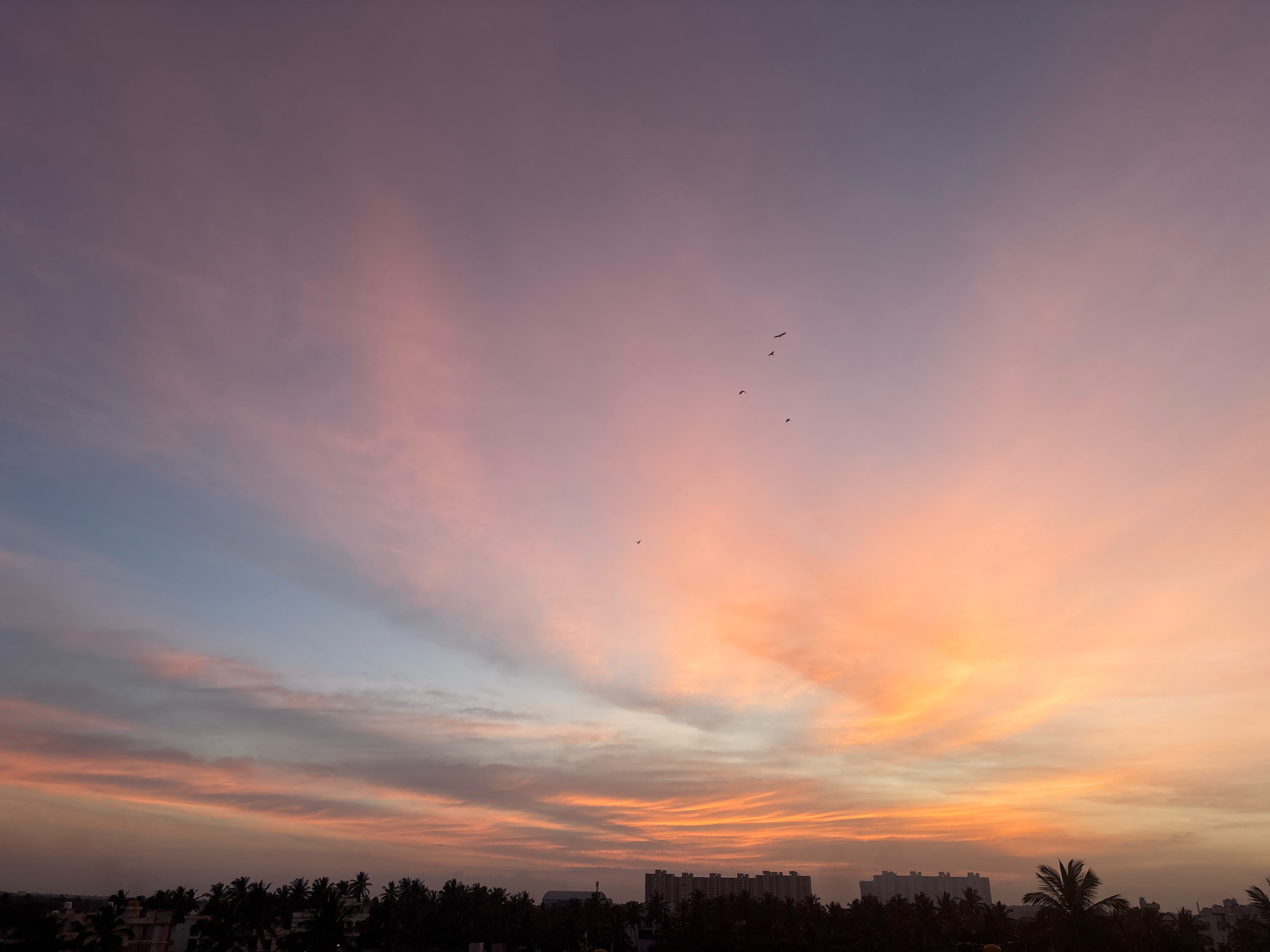 The image depicts a vibrant sunset over the city of Attibele, India. The sky is a canvas of soft hues, transitioning from a pale blue at the horizon to shades of pink, peach, and lavender higher up. Wispy clouds are painted across the sky, catching the light and creating streaks of color. Several birds are silhouetted against the sky, appearing as small dark specks in flight.
Below the expansive sky, the silhouette of the city is visible. A dense line of dark green trees, likely palm trees given the tropical setting, forms a natural foreground. Behind the trees, various buildings are discernible, including taller apartment complexes and smaller structures. The overall scene is one of natural beauty, with the sunset casting a warm glow over the urban landscape. The time of day is clearly evening, as indicated by the sunset colors and the silhouetted nature of the city and the birds. There are no visible people in the image, and the focus is on the natural spectacle of the sunset and its effect on the environment.