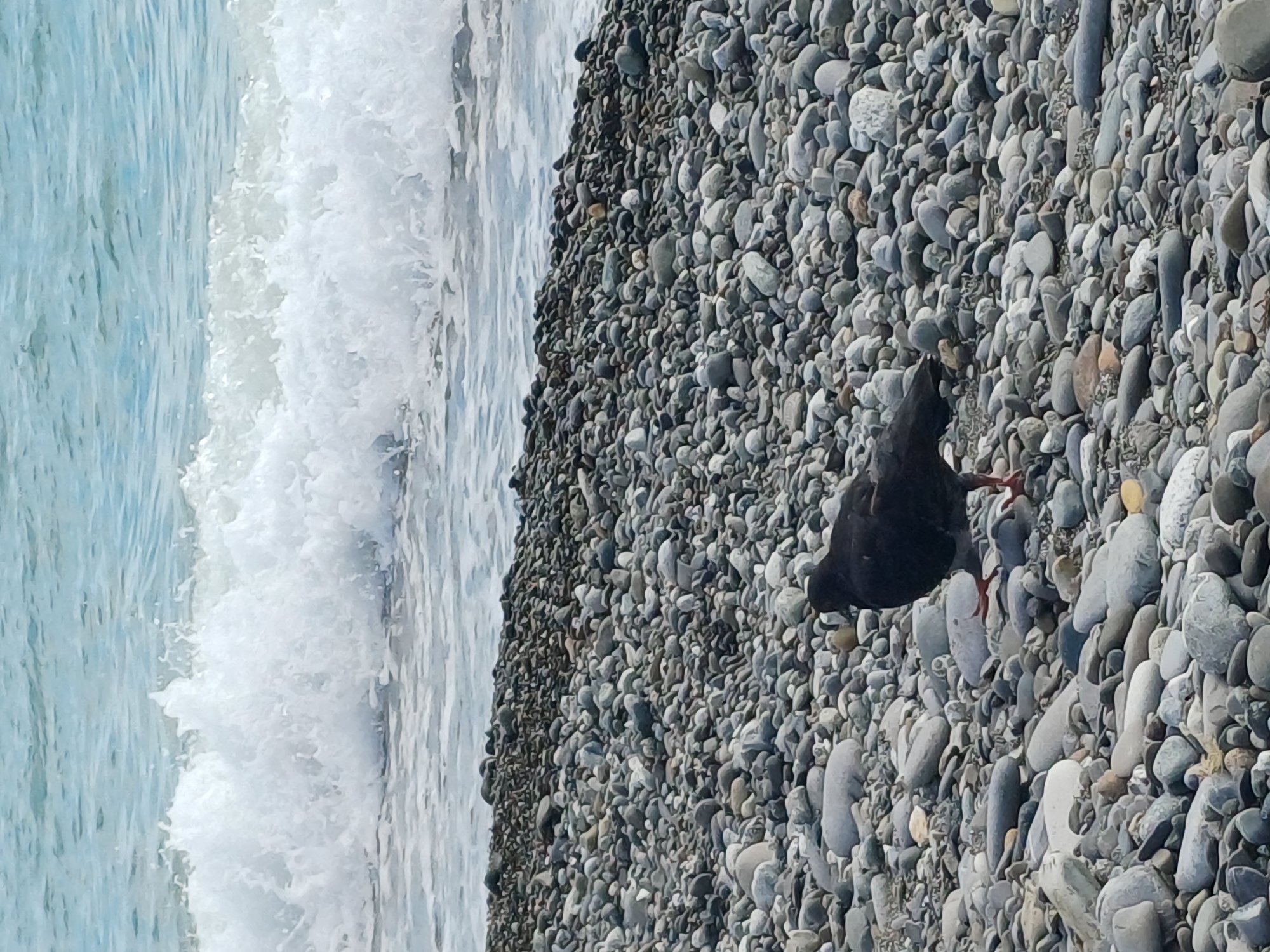 This media file captures a close-up, tilted view of a rocky beach with the ocean on the left. The water is a clear, pale blue with a white, frothy wave breaking against the shore. The beach is covered in an abundance of smooth, grey pebbles of varying sizes, creating a textured surface.
A dark-colored bird, possibly a pigeon or a similar seabird, is the main subject in the center-right of the frame. It is standing on the pebbles, with its dark plumage contrasting against the lighter stones. Its legs are red. The bird appears to be looking down, possibly foraging or resting.
The scene is likely a daytime shot, given the bright lighting and the clarity of the water. The weather appears to be sunny, contributing to the bright and somewhat washed-out colors of the water. The presence of a beach and the ocean suggests a coastal location. Based on the provided location context of Sochi, Russia, this could be a typical scene along the Black Sea coast. There is no visible text in the image. The overall mood of the image is serene and natural, focusing on the textures and colors of the environment and the solitary bird.