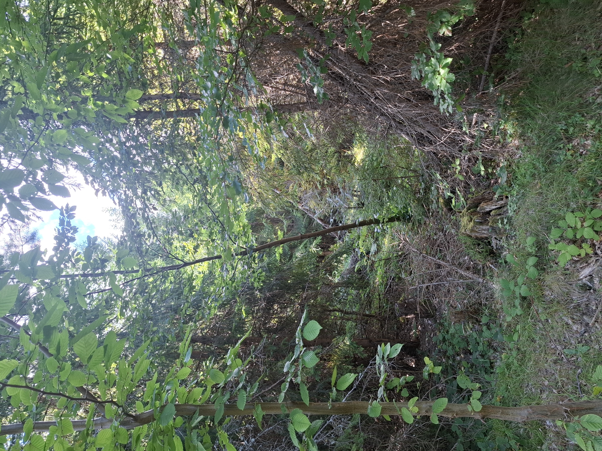 A sun-dappled forest floor in Volovets, Ukraine, is seen with lush green foliage and the dappled light of the sun filtering through the canopy. The ground is covered in grass and fallen leaves, with several tree stumps visible. In the foreground, a young tree with light brown bark and green leaves stands to the left, its branches reaching upwards. The background is filled with dense trees, their branches and trunks creating a textured wall of green and brown. The overall impression is one of a serene and natural forest environment.