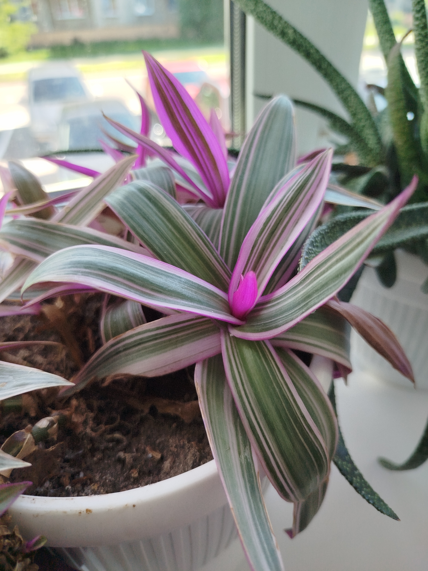 The image shows a close-up of a variegated Nanouk plant (Tradescantia zebrina 'Nanouk') in a white ceramic pot. The plant's leaves are long and lance-shaped, with a base color of green and prominent stripes of pink and silver. The leaves are arranged in a dense rosette, with new growth at the center featuring vibrant pinkish-purple hues. The soil appears dark and slightly dry. In the background, out of focus, a window is visible with a blurred view of a street and buildings, suggesting an urban setting. The presence of a window and hints of outdoor elements such as pavement and vehicles indicate the plant is likely indoors, possibly on a windowsill, in Navapolatsk, Belarus. Another plant, a succulent with green, spotted leaves, is partially visible to the right of the Nanouk plant.