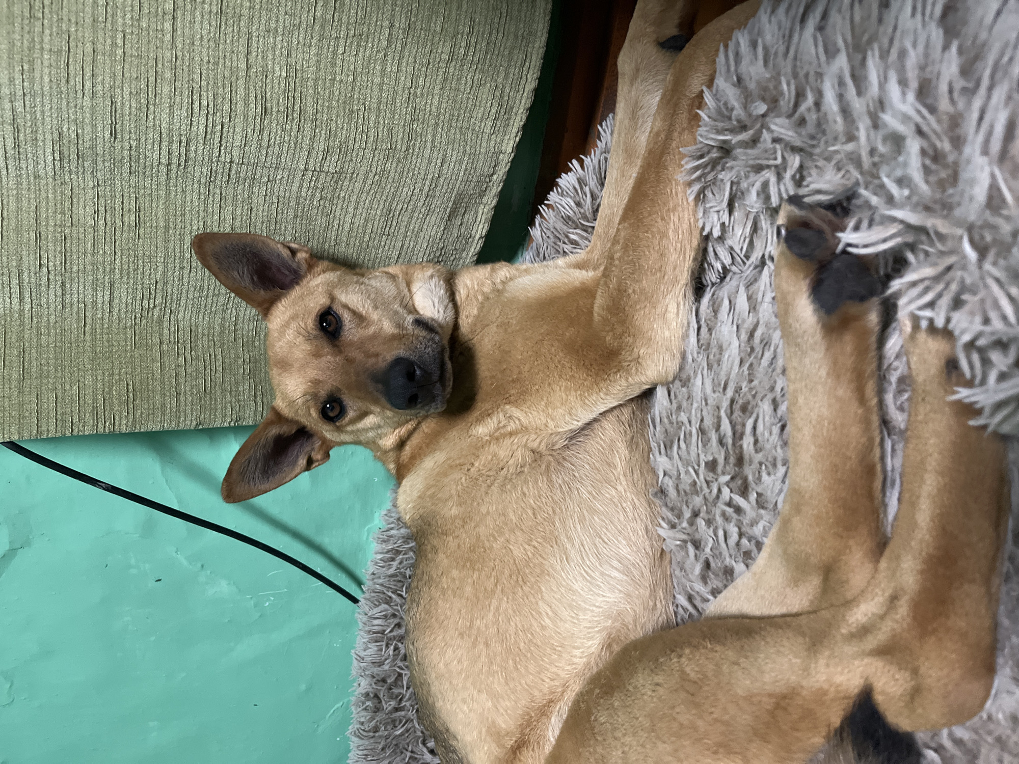 This indoor, eye-level photograph depicts a relaxed, short-haired tan-colored dog. The dog is lying on its back on a fluffy, shaggy grey dog bed, with its limbs casually spread out. Its head is slightly tilted, looking directly at the camera with dark, observant eyes. The dog has prominent, upright ears and a dark nose, conveying a curious and content expression.
The setting appears to be a cozy domestic environment, implied to be in Nizhny Tagil, Russia. Behind the dog's head, to the upper left, is a textured, light olive-green fabric surface, likely part of a couch or cushion. Below the dog's body, a light mint-green wall is visible, with a thin black cable running horizontally across it. The lighting is soft and ambient, suggesting an indoor setting without direct sunlight. There are no people visible, and no discernible text. The scene captures a peaceful moment of the dog resting comfortably.