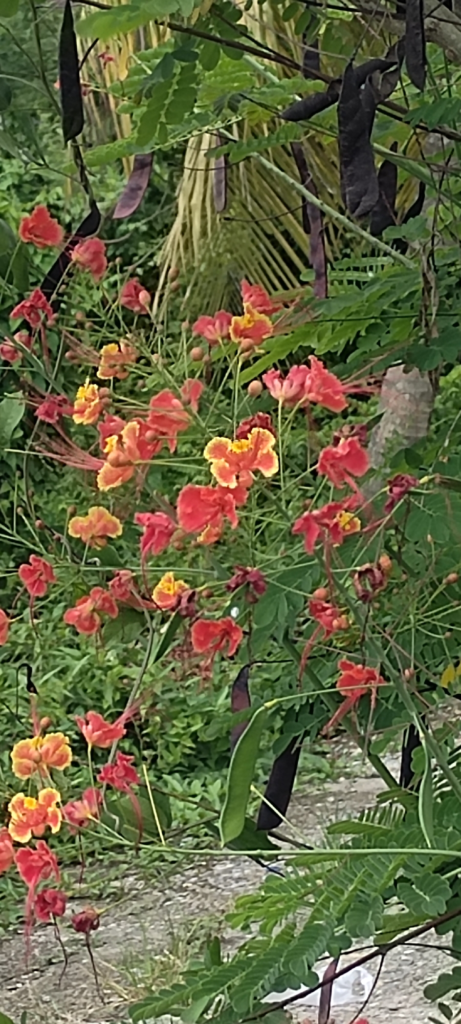 In the city of Meunasahaluedrienlhoksukon Barat, Indonesia, a medium shot captures a cluster of vibrant red and yellow flowers blooming amidst lush green foliage. The flowers, likely Peacock flowers (Caesalpinia pulcherrima), exhibit delicate petals and prominent stamens, some appearing faded or wilted, indicating the natural cycle of their bloom. Interspersed with the flowers are dark, elongated seed pods, typical of the plant, hanging from the branches. The background is a soft blur of green leaves and hints of tree trunks, suggesting a natural outdoor setting. The lighting is diffused, creating a gentle, almost overcast atmosphere, and the image's composition focuses on the beauty and texture of the flora.
