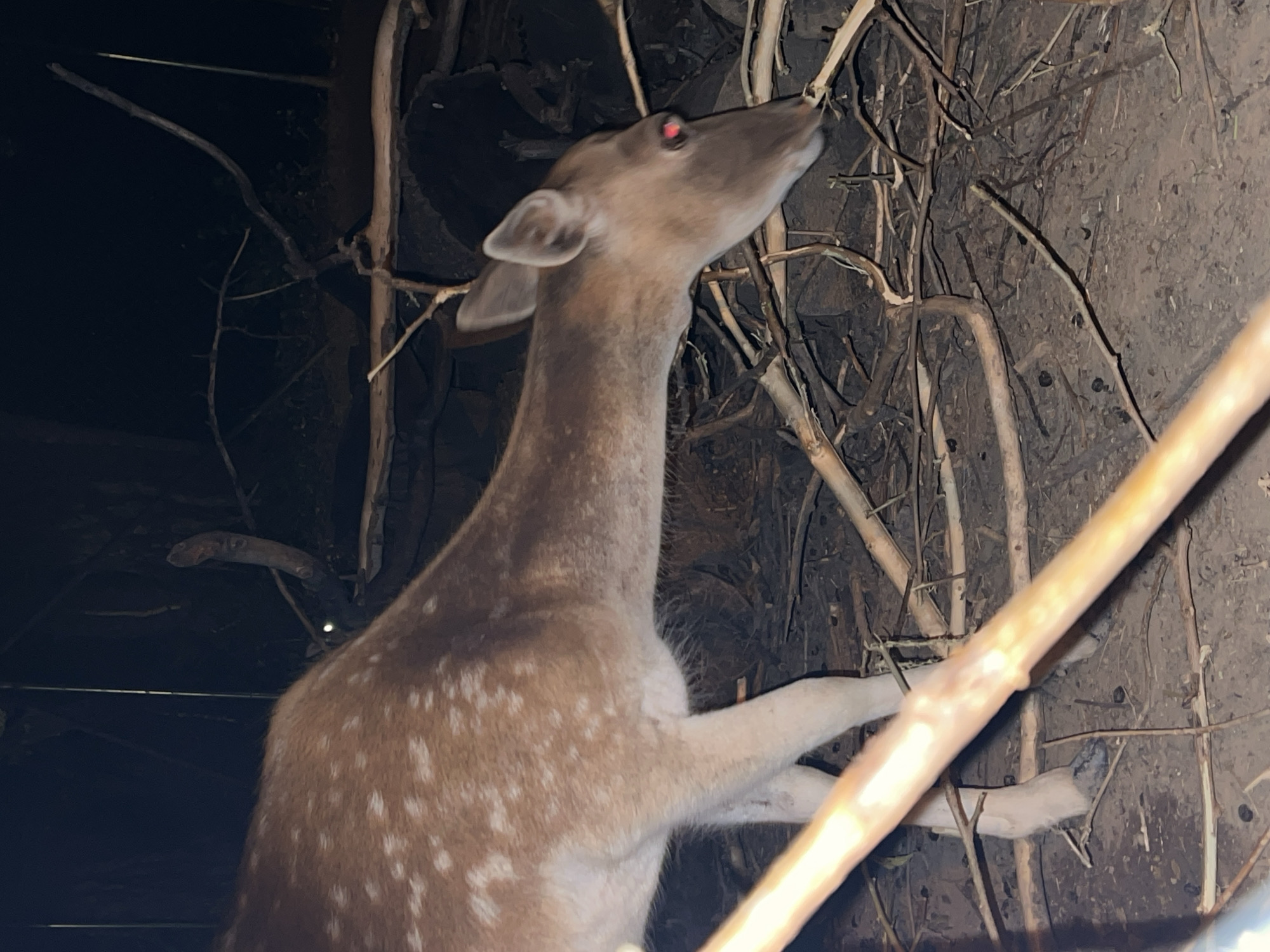 The image shows a close-up of a deer with white spots on its back, its head lowered to the ground amidst dry branches and twigs. The deer's eyes are visible with a red reflection, likely from a camera flash or light source. The background is dark and appears to be an outdoor environment with vegetation. The context of Nitra, Slovakia, is not evident from the visual information in the image itself.