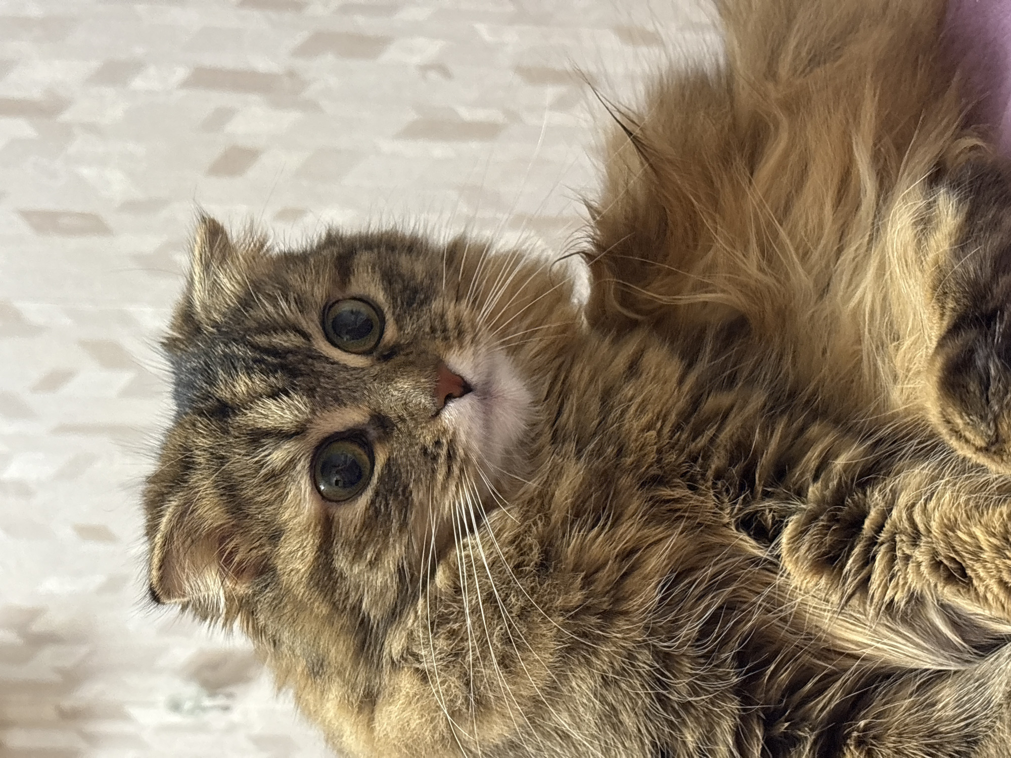 This media file presents a close-up portrait of a long-haired domestic cat, photographed in Perm, Russia. The cat is positioned on its back or side, with its head slightly tilted, and is looking directly at the camera. Its fur displays a mix of brown, black, and lighter tabby markings, appearing soft and dense. The cat's large, round eyes are open and dark, reflecting some light. Prominent white whiskers fan out from its muzzle, and a small pink nose is visible. The background is a light-colored wall featuring a subtle, repeating geometric or abstract pattern, indicating an indoor setting. The lighting is soft and even, highlighting the cat's features. The cat's expression appears curious, calm, and attentive. There is no visible text or specific time-of-day indicators within the image.