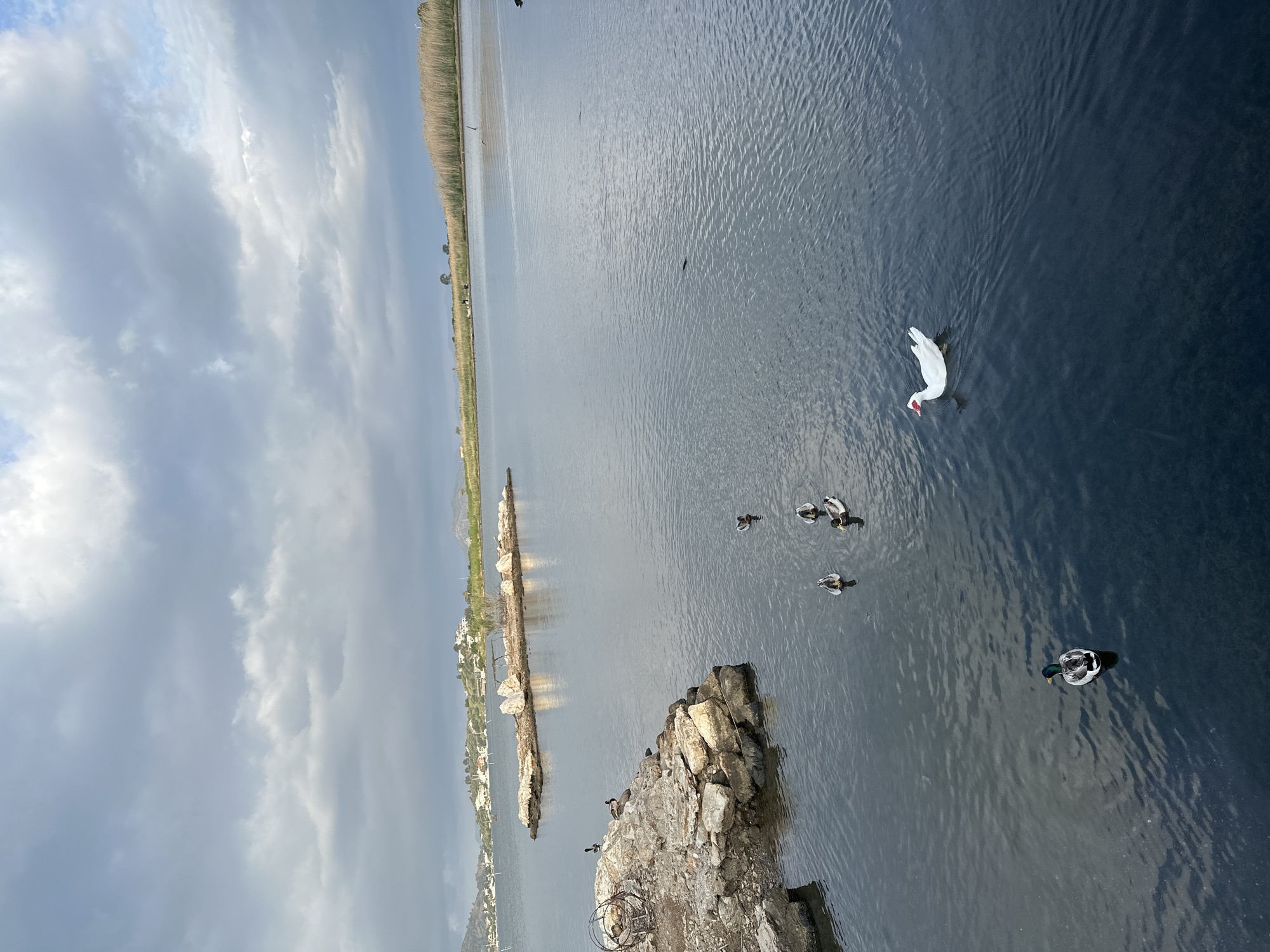 The image captures a waterfront scene likely in Fethiye, Turkey, based on the presence of Mediterranean vegetation and architectural elements. The water is dark and calm, reflecting the overcast sky filled with heavy clouds. On the water's surface, multiple ducks are observed swimming, along with a swan. A rocky breakwater protrudes into the water, acting as a habitat for various waterfowl. In the distance, a narrow strip of land with vegetation separates the water from the land beyond, where residential buildings are visible.