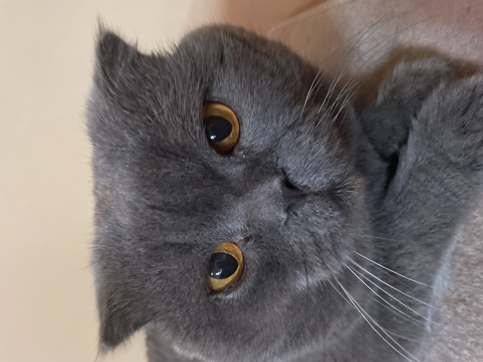 A close-up, head-on, medium shot captures a grey Scottish Fold cat's face. The cat's fur is a solid, dark grey. Its eyes are a striking amber color with dark pupils, appearing alert and focused. The cat's ears are folded forward, a distinctive trait of the breed. Its nose is small and dark grey, and its muzzle is covered in prominent white whiskers that fan out on either side of its face. The background is a soft, out-of-focus peachy-beige color.