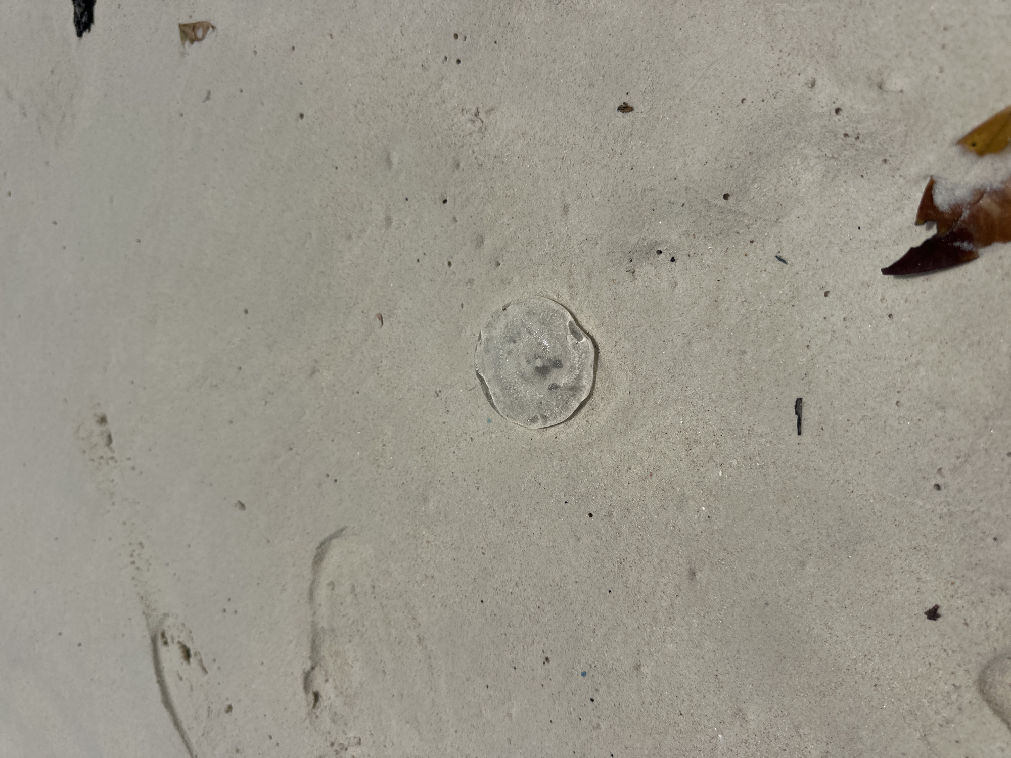 A transparent, circular jellyfish lies on wet, pale sand. The jellyfish is slightly flattened and appears to have internal structures visible. The sand shows imprints of footprints and small holes. Scattered debris, including a dark, twig-like object and a fragment of a brown leaf, are also present on the sand. The lighting suggests it is daytime, possibly late afternoon or early morning, casting subtle shadows. The scene is an outdoor environment consistent with a beach in Ao Nang, Thailand.