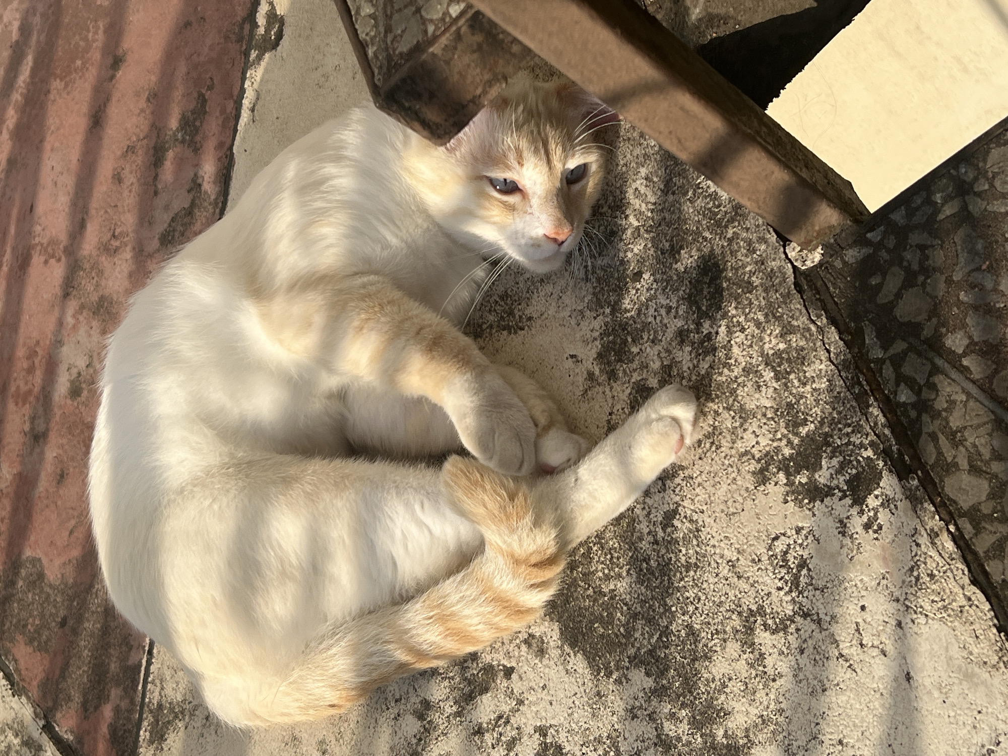 A domestic cat with white and orange fur is lying on its side on a rough, grey concrete surface. The cat is curled up, with its paws tucked in and its tail wrapped around its body. Its blue eyes are open and looking towards the viewer. The cat's fur is illuminated by sunlight, creating shadows on the ground. In the background, there are reddish-brown tiles and a dark metal object. The scene appears to be outdoors, possibly in a yard or on a patio.