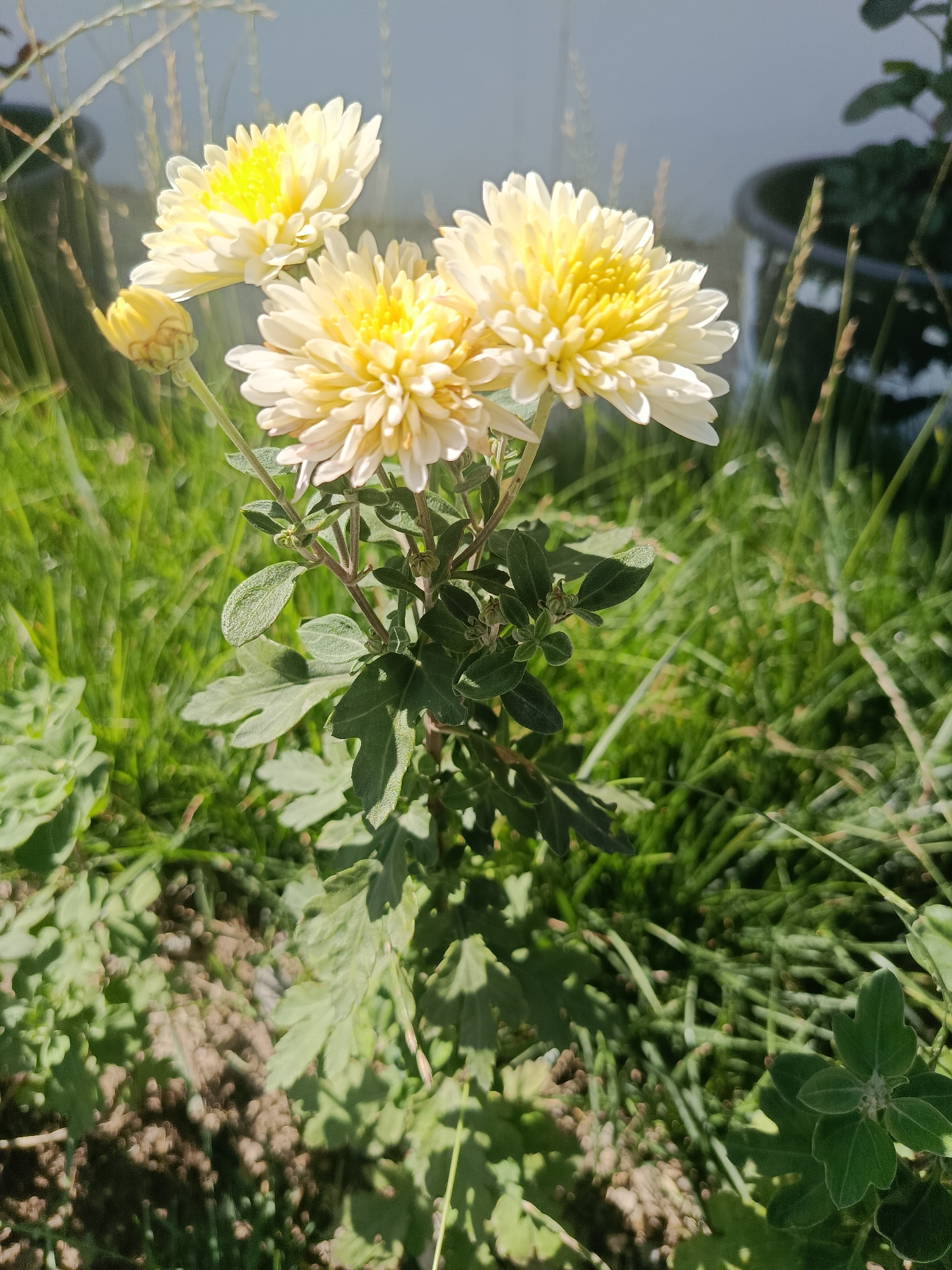 This is a close-up, eye-level shot of a cluster of yellow chrysanthemums in bloom, set against a blurred background of green grass and a light-colored wall. The flowers are the primary subjects, with their yellow centers and delicate white-tipped petals prominently displayed. One bud is visible, hinting at future blooms. The plant has dark green leaves, some of which are slightly fuzzy. The lighting suggests it is daytime, with sunlight casting shadows. The environment appears to be an outdoor setting, possibly a garden or yard. No people are present in the image. The location is specified as Terek-Say, Kyrgyzstan.