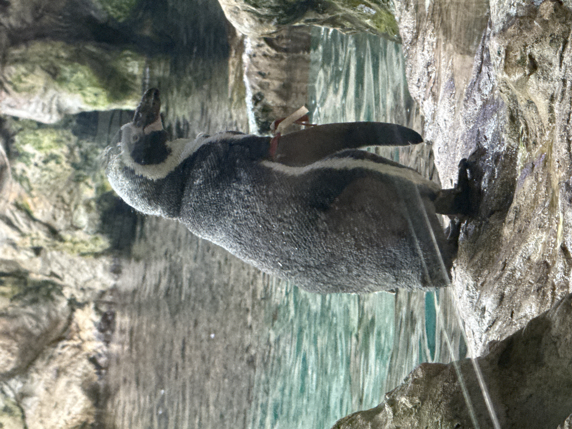 A penguin stands on a rocky surface next to a body of water, likely an enclosure in a zoo or aquarium. The penguin is facing to the right, with its body angled slightly away from the viewer. It has a distinctive black and white plumage, with a white stripe running down its chest and a black band across its upper chest. The penguin appears to have a tag or marker attached to its left wing, which consists of a light-colored strip with a red ribbon. The background shows rocky formations and a body of water with a greenish hue, suggesting it might be an artificial habitat designed to mimic a natural environment. The lighting is somewhat dim, typical of indoor exhibits. The overall scene is calm and still. The provided location, Puerto de la Cruz, Spain, suggests this image was taken at Loro Parque, a well-known zoo and aquarium in that city, which houses a variety of penguin species.