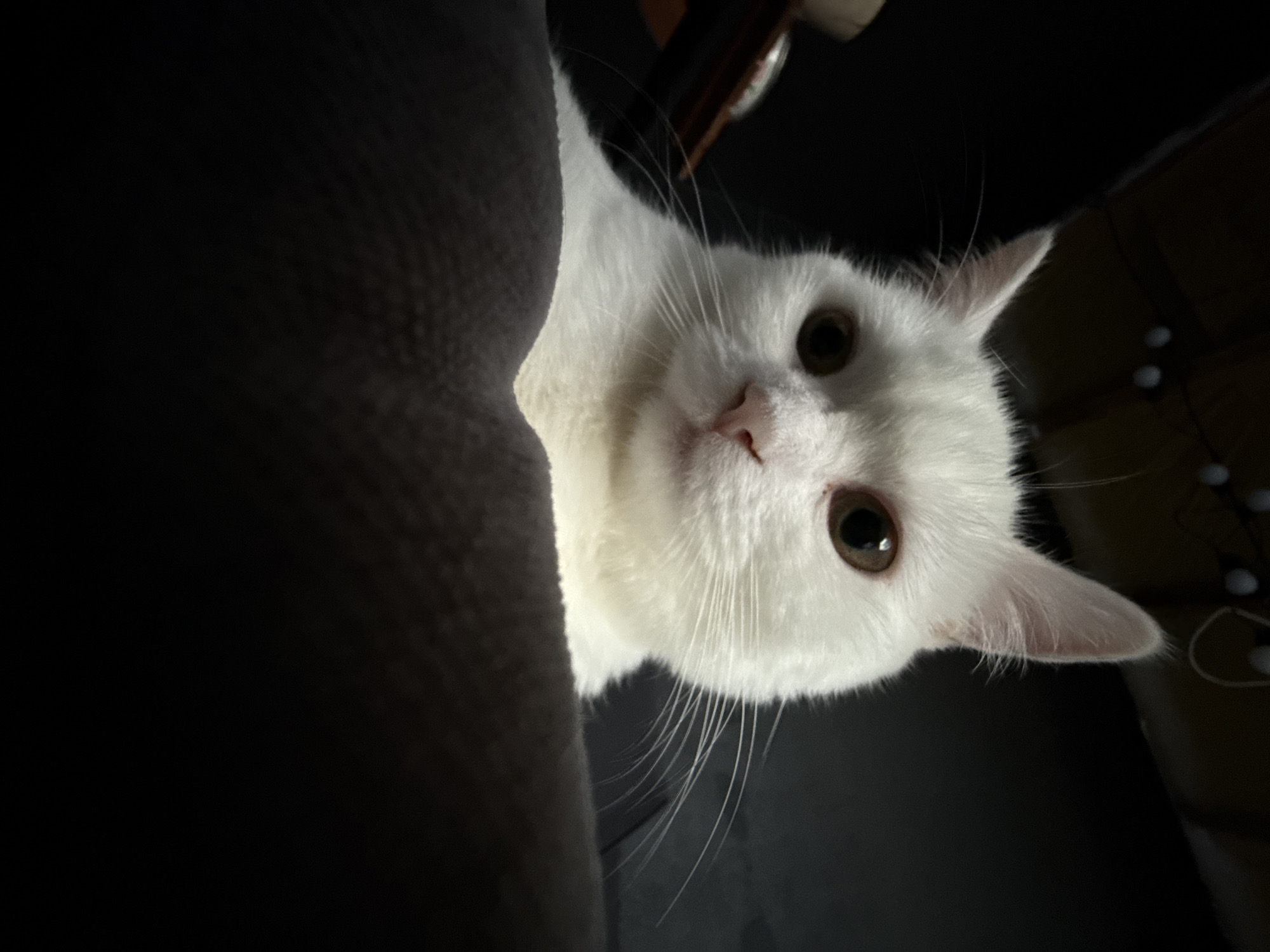 The image shows a close-up, low-angle shot of a white cat peeking over a dark, textured surface, likely a piece of furniture. The cat's head is tilted, and it is looking directly at the camera with wide, amber eyes. Its fur is bright white, and its whiskers are long and delicate. The background is dark, with some blurry lights visible on the right side, suggesting an indoor setting at night or in low light conditions. The cat appears curious and alert. There is no visible text in the image.