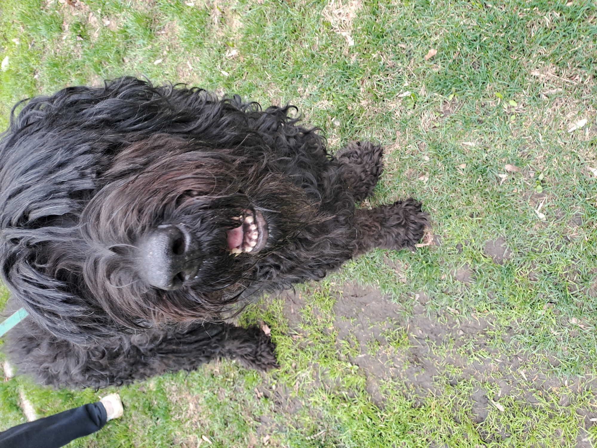 A black, long-haired dog lies on its back in a grassy area. The dog's head is tilted, revealing its teeth. A foot wearing a black shoe is visible in the lower left corner of the image. The grass is patchy, with some bare earth visible. The location is not discernible from the image; therefore, the city of Elektrostal, Russia, cannot be confirmed.
