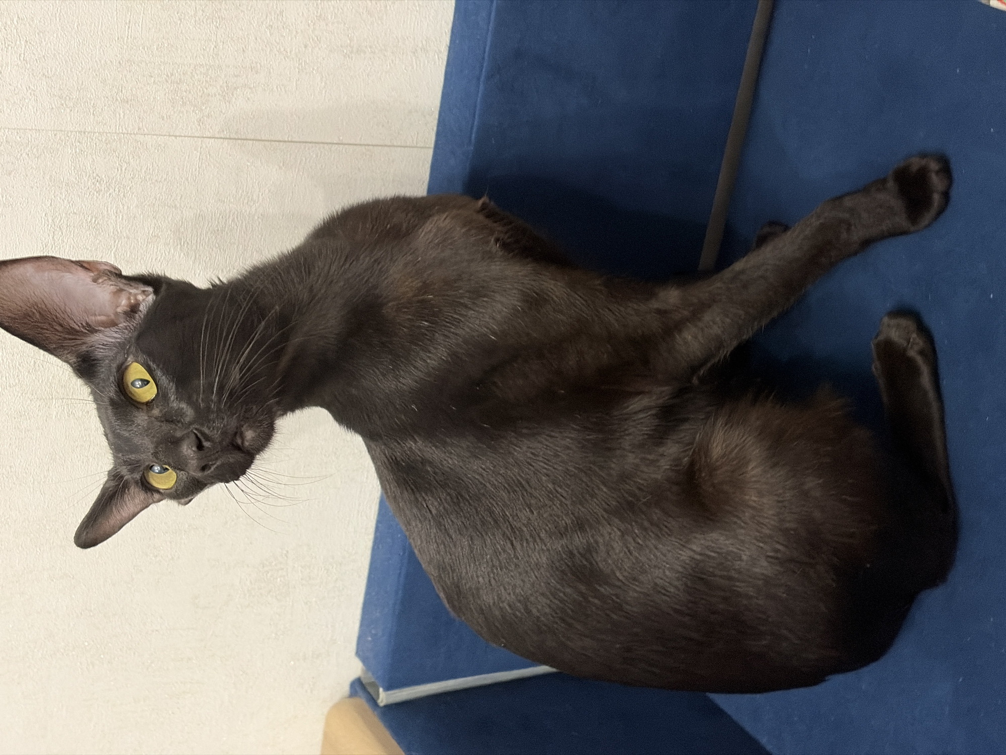 A slender, black cat with large, yellow eyes and prominent ears sits on a dark blue upholstered surface. The cat is positioned on the right side of the frame, facing left and looking upwards with its head tilted. Its body is sleek, and its fur appears dark and glossy. The background consists of a textured, light-colored wall. The scene is indoors, likely in a domestic setting. The location is Chaikovsky, Russia.