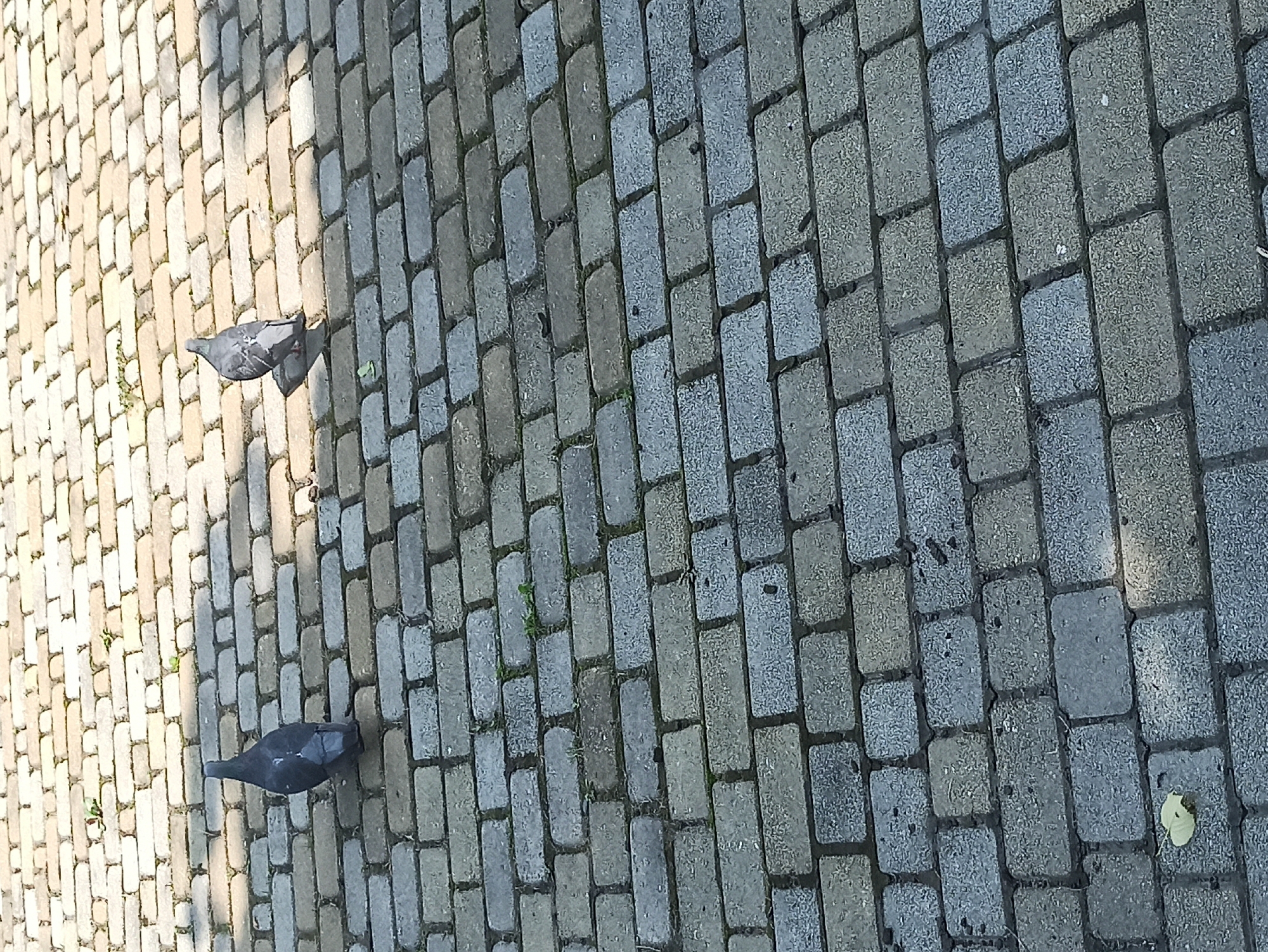Two pigeons are visible on a cobblestone walkway in Atabe, Georgia. One pigeon is in the upper left quadrant of the image, facing away from the camera. The second pigeon is in the upper right quadrant, also facing away from the camera. The walkway is composed of rectangular stones of varying shades of grey and beige, with small patches of grass growing between some of the stones. The scene appears to be outdoors in daylight, with shadows cast across the walkway.