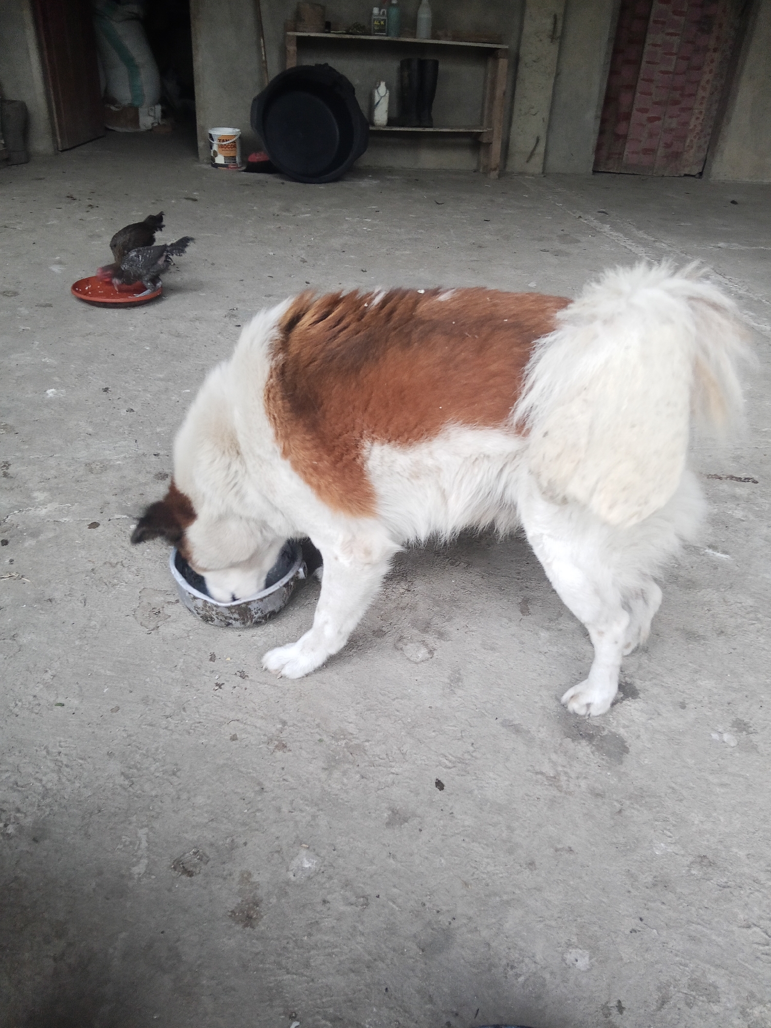 In an outdoor, concrete-floored area, a large dog with white and reddish-brown fur is eating from a metal bowl. Its head is lowered into the bowl, obscuring its face. Behind the dog, to the left, two small chickens are pecking at food on a red plastic dish. The background shows a nondescript building with an open doorway revealing stacked bags and shelves with various items, including boots and containers. The overall setting appears to be an outdoor animal feeding area, possibly a farm or a rural yard. The image is taken from a medium-height perspective, with the dog as the central subject. The lighting suggests it is daytime. The exact location in Makale, Indonesia, is not determinable from the visual cues present.