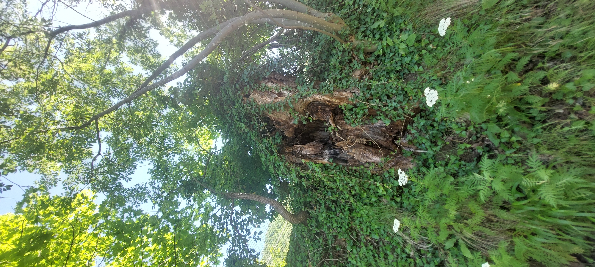 The image depicts a scene in what appears to be a forested or wooded area, likely in Bachkovo, Bulgaria. The focal point is a large, old tree trunk that is significantly decayed and hollowed out, creating a dark, cavernous interior. The trunk is heavily covered in ivy and other creeping plants, obscuring much of its surface. Several clusters of white flowering plants are visible growing nearby. Surrounding the trunk is dense vegetation, including tall grasses and leafy green plants. Branches from other trees, with green leaves, overhang the scene, partially obscuring the sky which appears to be bright with sunlight filtering through the foliage.