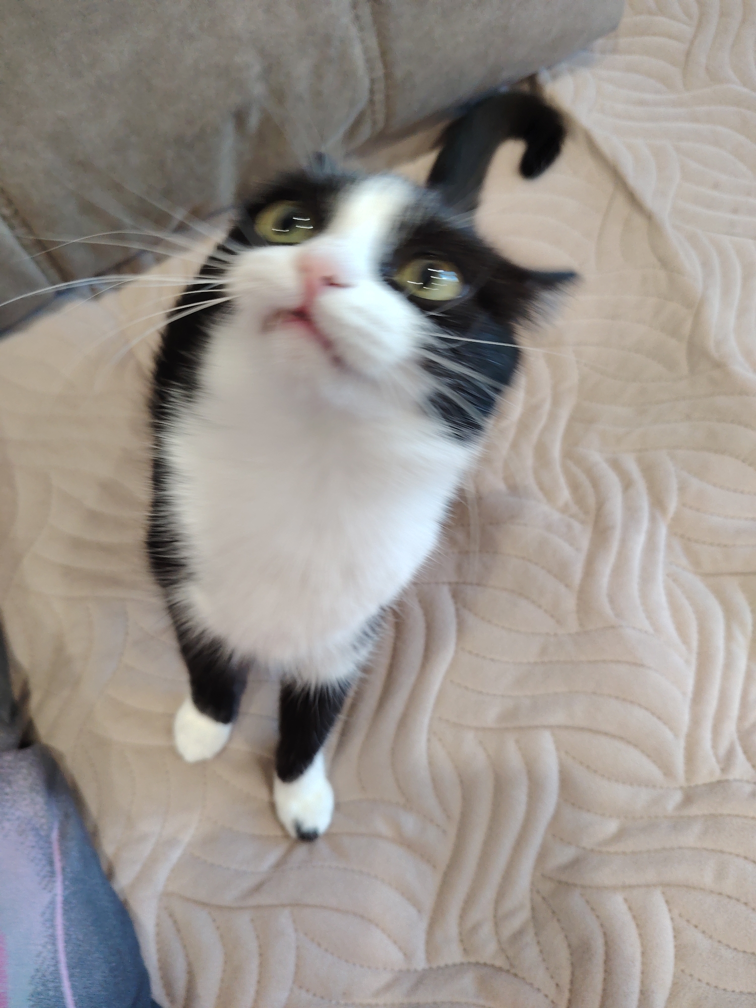 A black and white cat stands on a beige patterned surface. The cat is looking upwards, towards the camera. The cat has white paws and a black tail curved at the end. A couch is visible in the background. The location is unknown.