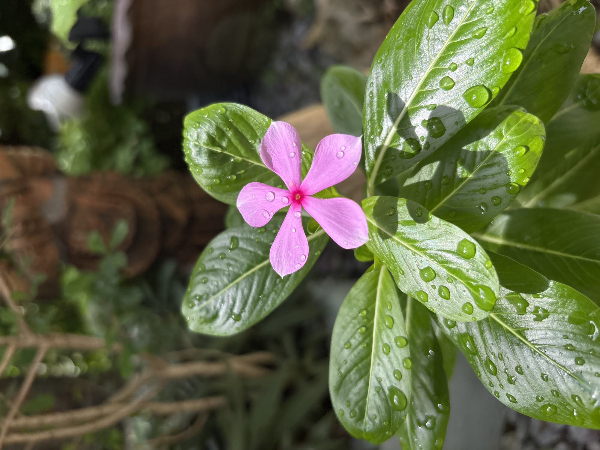 A single pink flower with five petals, each adorned with a tiny water droplet, sits atop lush green leaves also covered in dew. The flower and leaves are in sharp focus, with the background softly blurred, hinting at a garden environment. Sunlight catches the water droplets, making them glisten. The overall scene evokes a sense of freshness and natural beauty. The location is Chalong, Thailand.