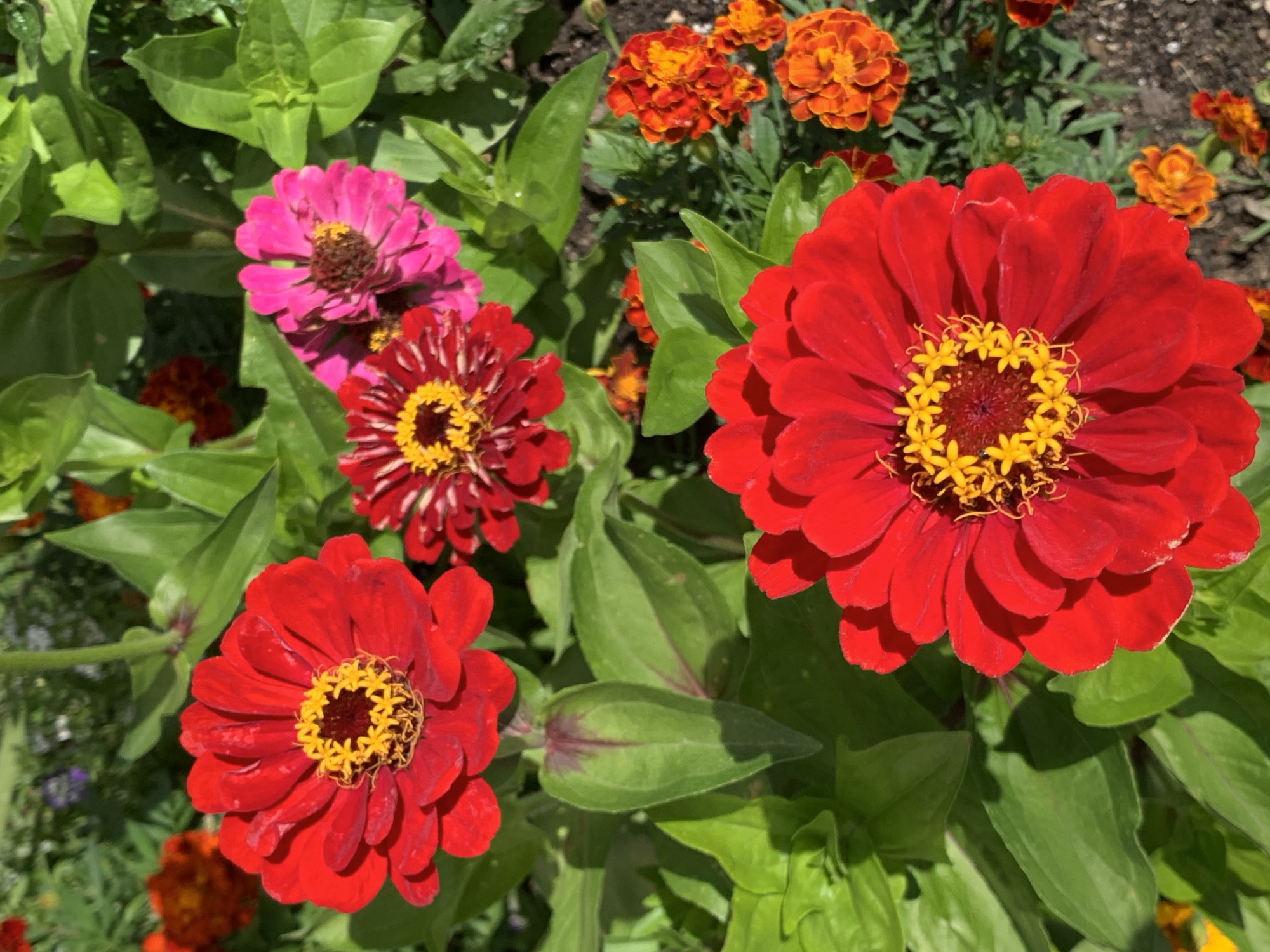 The image shows a close-up of a flower bed with several bright red and pink zinnias and orange marigolds in bloom. The flowers are in focus, with green leaves and stems forming a lush backdrop. The lighting suggests it is daytime, with sunlight highlighting the vibrant colors of the petals and creating shadows on the leaves. The background is blurred, indicating a shallow depth of field. The scene appears to be in a garden or park setting, with soil visible at the bottom right. The image does not contain any people, actions, or interactions. It is a still life composition of flowers. The location in the city of Kapyĺ, Belarus, is not evident from the image itself.