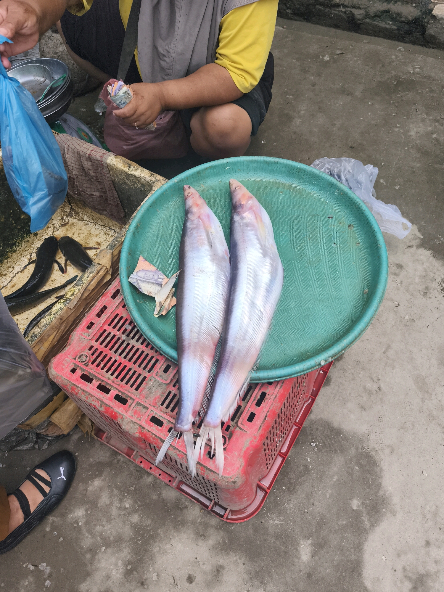 This image depicts a street market scene in Palembang, Indonesia, likely at a fish stall. A person, partially visible, is handling money and a blue plastic bag. In the foreground, two large, silver-scaled fish are laid out on a green tray, which rests on a red plastic crate. Several smaller, dark fish are visible in a separate wooden container to the left. The ground appears to be paved, with some water or wet patches. The overall atmosphere suggests a bustling marketplace environment.