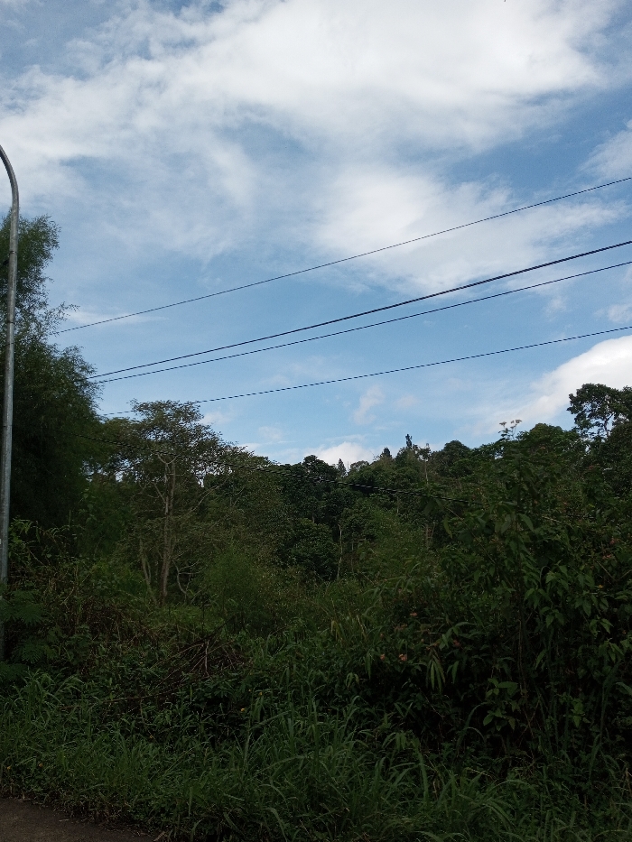The image depicts an outdoor scene in Ariyalai, Sri Lanka, characterized by dense vegetation under a partially cloudy sky. The upper portion of the frame shows a clear blue sky with scattered white stratocumulus clouds. Three dark-colored utility lines traverse horizontally across the mid-upper section of the frame. To the far left, a light gray metallic pole, likely a lamppost or utility pole, curves into the frame from the bottom left and extends upwards. The lower and middle portions of the image are dominated by lush green foliage. The immediate foreground features dense, overgrown grasses and various types of leafy plants. Beyond this, a heavily wooded area or hill rises, covered with numerous trees and bushes of varying shades of green, some with lighter-colored trunks. At the highest visible point of the forested hill, a dark, upright statue or structure is partially visible, silhouetted against the sky and surrounded by tree cover. No people, animals, or specific actions are discernible within the frame.