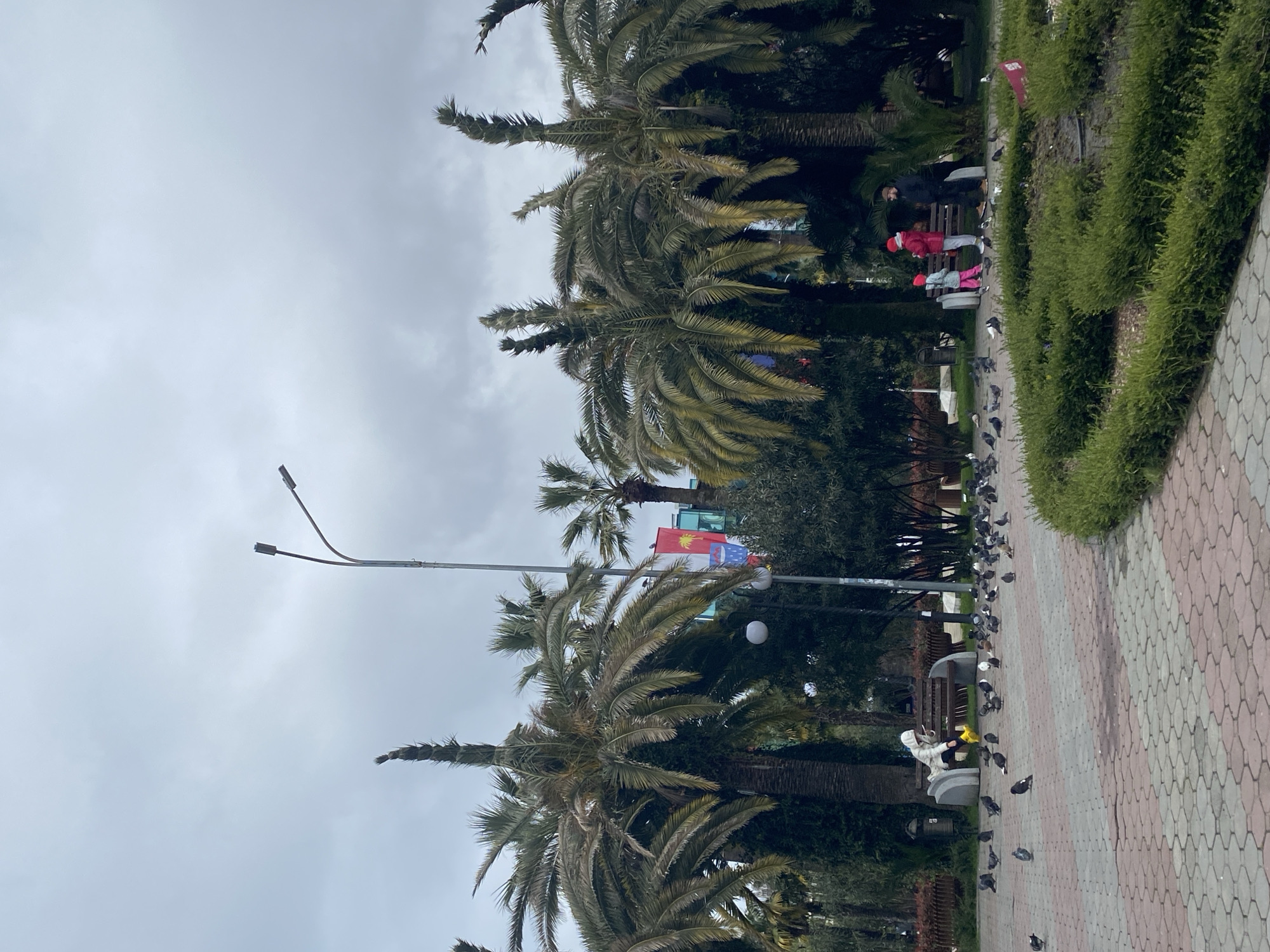 The image captures a park scene in Sochi, Russia. Several tall palm trees line the pathway. A lamppost stands prominently against a cloudy sky. The pathway is paved with interlocking red and white patterned stones. To the right, a neat green hedge runs alongside the path. A cluster of pigeons gathers near a bench. In the background, people are sitting on a bench, with a person in a red jacket and pink pants and another in grey. Behind the trees, flags flutter near what appears to be a building. Another person dressed in a white coat is sitting on a bench, attracting pigeons.