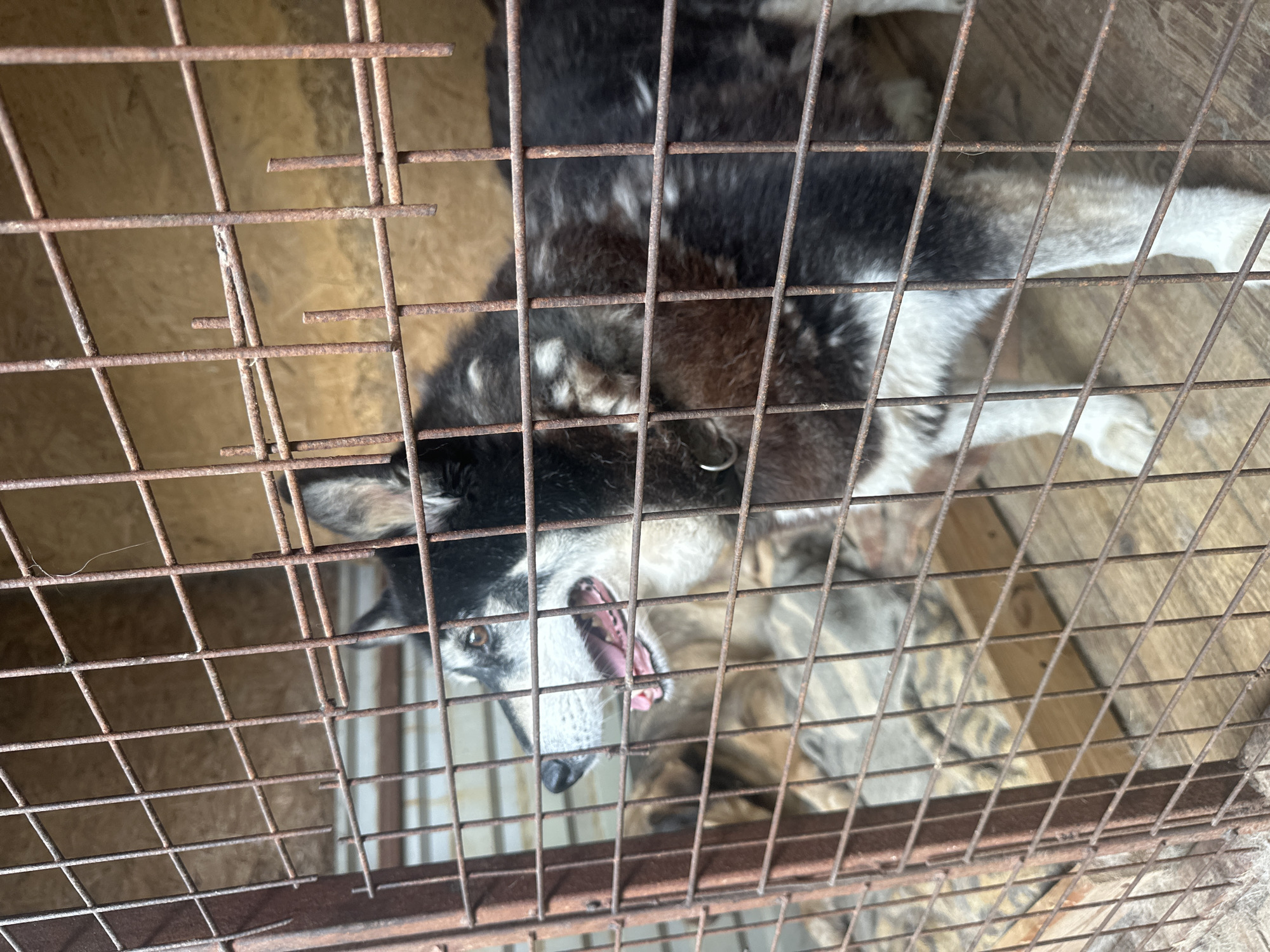 A black and white Husky dog is in a rusty metal cage. The dog is looking directly at the camera with its mouth open. The floor of the cage is made of wood planks. The background is out of focus, but appears to be a wooden structure. The dog has a collar. Location and the name of the city are not determinable from the image.