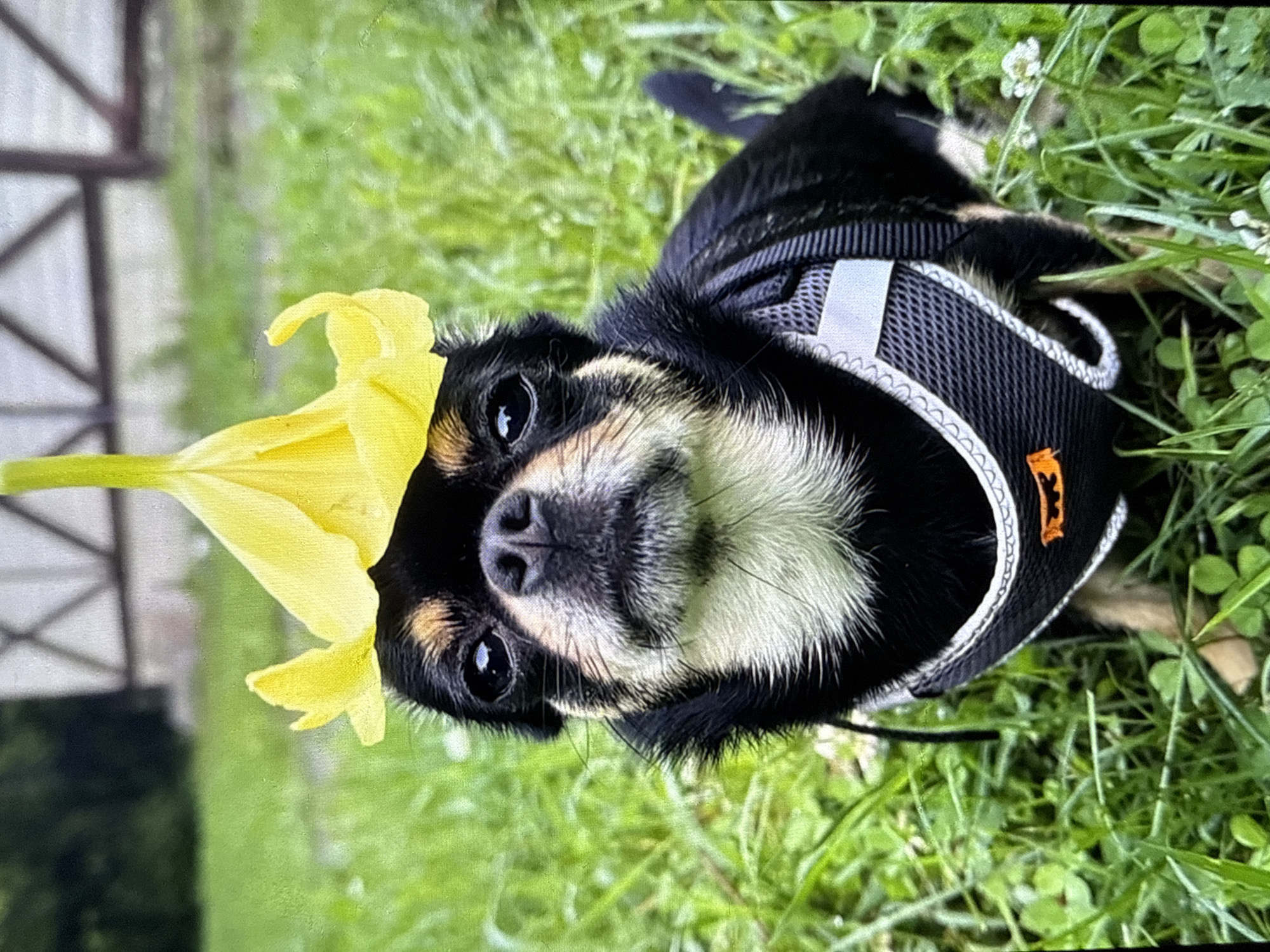 A close-up, eye-level shot features a small black and tan Chihuahua wearing a yellow flower as a hat. The dog is sitting in green grass, with its front paws visible. It is looking directly at the camera with a neutral expression. The dog is wearing a dark grey harness with reflective trim and an orange logo. In the background, out of focus, is a wooden fence and some greenery. The setting appears to be outdoors, possibly a yard or park, in a location that could be Летний Отдых, Russia, given the presence of lush grass and a wooden fence typical of rural or dacha environments in Russia. The lighting suggests it is daytime, with overcast skies or diffused sunlight.