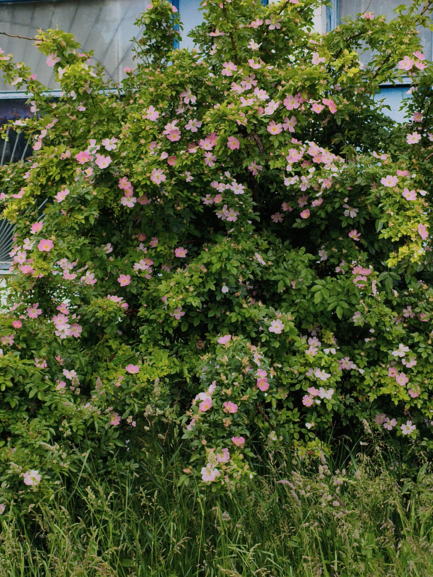 This vertical shot captures a vibrant wild rose bush in full bloom, dominating the central and upper portions of the frame. The bush is densely covered with numerous five-petaled pink flowers, each featuring a bright yellow center, interspersed among lush green leaves. The overall impression is one of natural abundance and springtime vitality.
In the immediate foreground, a dense patch of tall grass, both green and dry, partially obscures the base of the rose bush, adding a textured layer to the scene. The grass stalks vary in height and color, suggesting an untended or natural growth area.
Behind the flourishing rose bush, parts of a building are visible, particularly in the upper left and upper right corners. These elements appear to be windows with light blue frames, and on the left side, a metallic grill or bars can be partially discerned over a window. The glass of the windows reflects a diffused, soft light, suggesting an overcast day or indirect lighting. The blue frames provide a subtle contrast to the greenery and pink flowers.
The scene depicts a natural, possibly overgrown, area adjacent to a building. The soft light and abundance of flowers suggest it is daytime, likely spring or early summer, in Ustyvytsia, Ukraine. There is no explicit activity taking place, but the image conveys a sense of peaceful nature thriving alongside human structures. No visible text is present in the image.