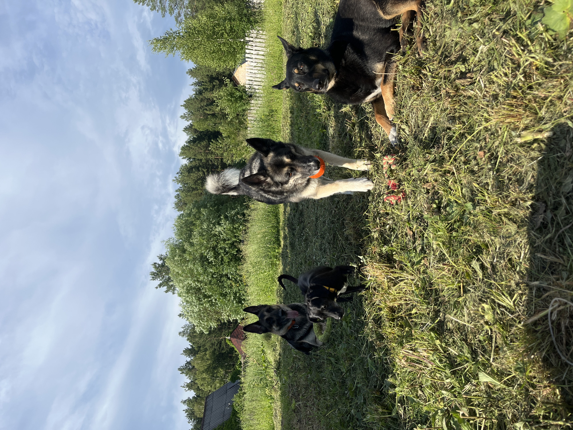 Four dogs are gathered in a grassy, rural area, likely a backyard or field, under a partly cloudy sky. In the foreground to the right, a medium-sized black and tan dog with pointed ears lies down, looking towards the viewer. To its left, a larger dog with a black, gray, and tan coat stands with a small orange ball in its mouth, its tail held high. Behind and to the left of the standing dog, a black puppy with a yellow collar is visible. Further to the left and slightly behind, a German Shepherd with a red collar sits with its tongue out, resting its head on a green object. The environment features overgrown grass, scattered weeds, and in the background, a dense line of trees, a white picket fence, and a few buildings, including a house with a dark-tiled roof. The scene appears to be in a suburban or rural setting outside of Nizhny Tagil, Russia.