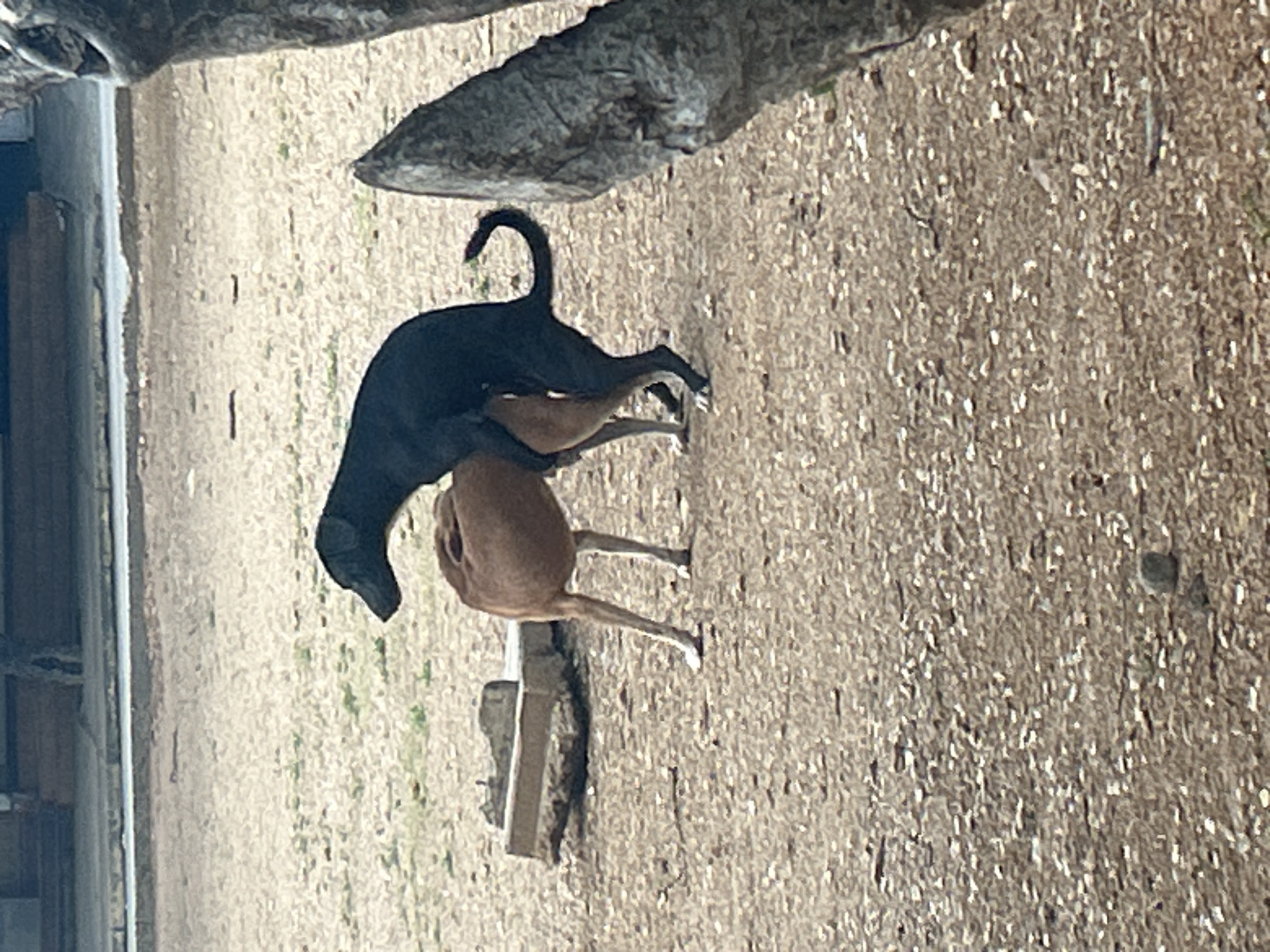 Two dogs are present in the image, one black and one brown, interacting in a manner suggestive of mating. They are on a dirt ground with scattered small rocks and some vegetation. In the background, a low, rectangular concrete structure is visible. To the right, a large, textured tree trunk or branch occupies a portion of the frame. The overall environment appears to be an outdoor area, possibly a park or unpaved yard. There is no discernible urban infrastructure or landmarks that would indicate a specific location within Santa Ana, Venezuela.