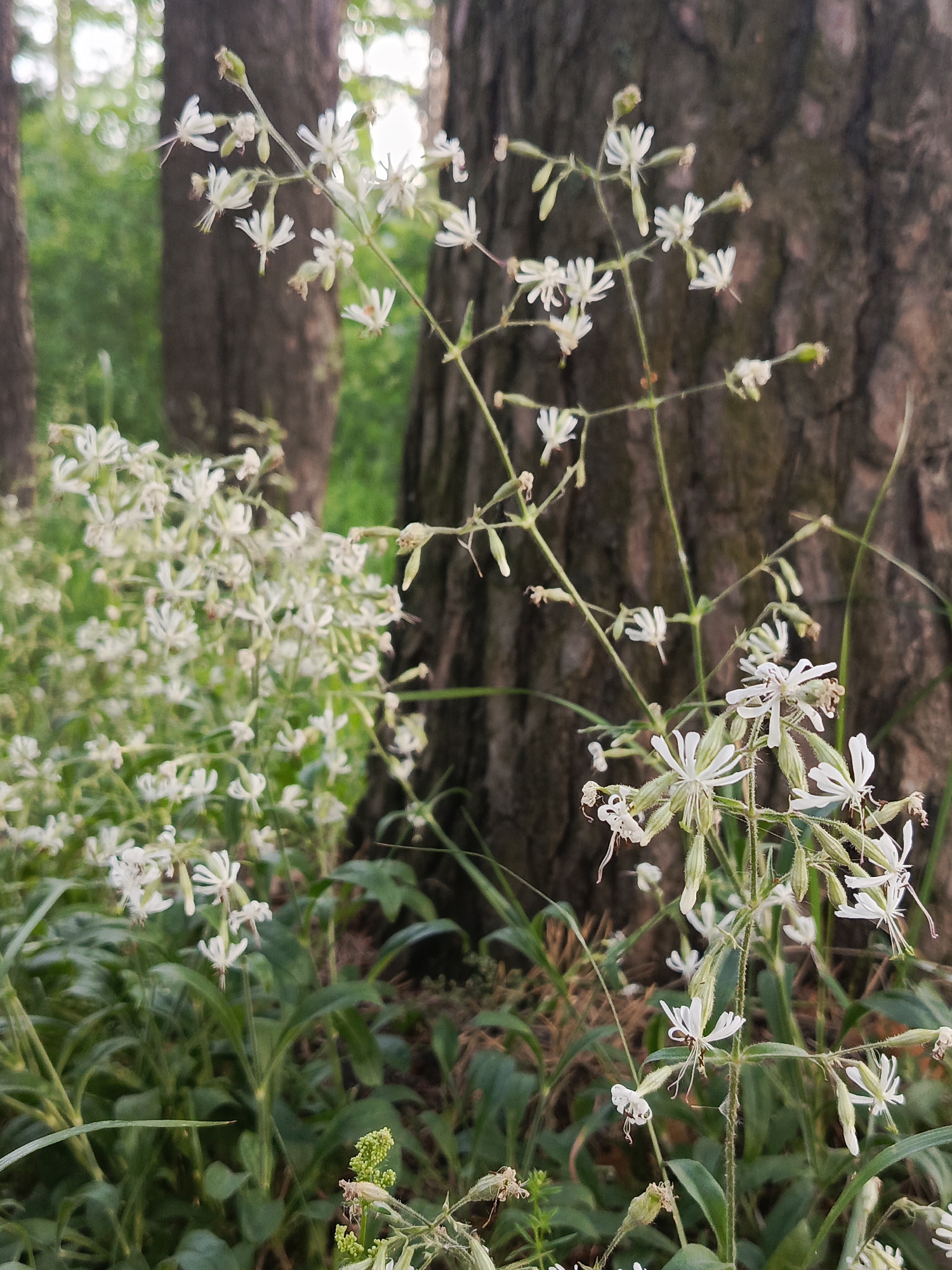 This vertical shot captures a serene scene on a forest floor in Chaikovsky, Russia, dominated by delicate white wildflowers. The foreground features numerous small, star-like white flowers, each with multiple deeply-lobed or fringed petals, giving them a lacy appearance. These flowers grow in clusters on slender green stems, interspersed with various green foliage, including broad, strap-like leaves at the base of the plants and finer blades of grass. Several unopened buds and developing seed pods are also visible among the blossoms.
In the blurred midground and background, the rough, dark brown trunks of large trees stand prominently, indicating a dense wooded environment. Soft, diffused natural light illuminates the scene, suggesting either an overcast day or the filtered light of a shaded forest, without creating harsh shadows. The overall ambiance is tranquil and natural. No specific activity or event is taking place, and no people are present. There is no visible text. The image evokes a sense of peacefulness found in a natural woodland setting.