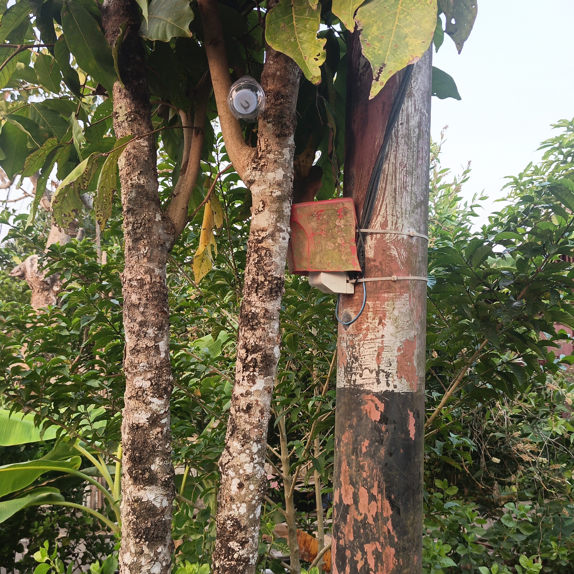 In the city of Sungai Rasau, Indonesia, an outdoor scene features two trees and a utility pole. A surveillance camera is attached to one of the trees, and a red box with electrical components is mounted on the utility pole. The surrounding area is filled with lush green foliage, characteristic of a tropical environment. The utility pole exhibits signs of wear, with peeling paint and weathered surfaces. The presence of the surveillance camera and electrical equipment suggests a functional, possibly residential or public, area within the city.