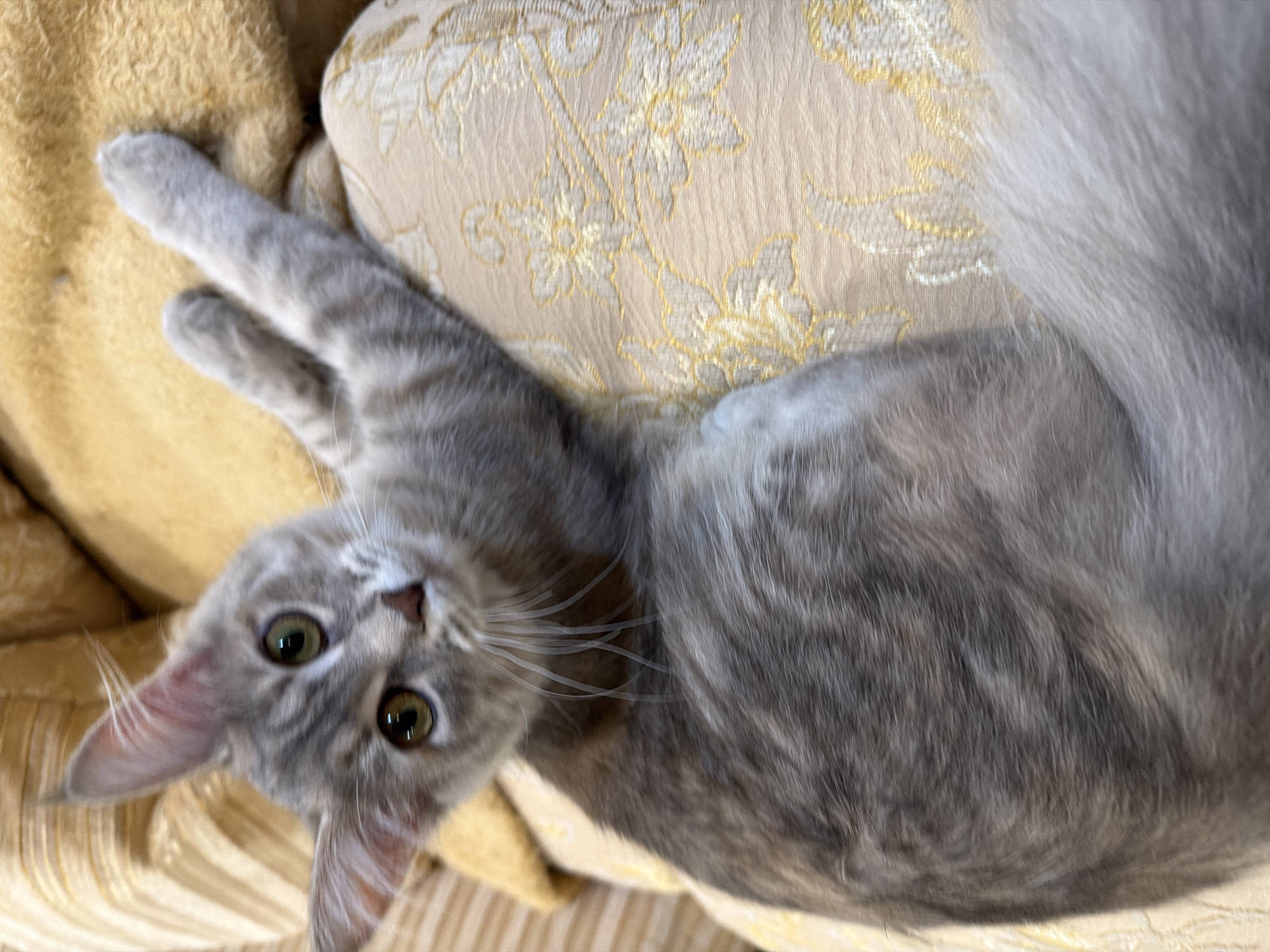 A grey cat lies on a patterned, light-yellow cushion. The cat is looking directly at the camera, with its front paws extended upwards. The cat's tail curves around its body. The location is not discernible from the image.
